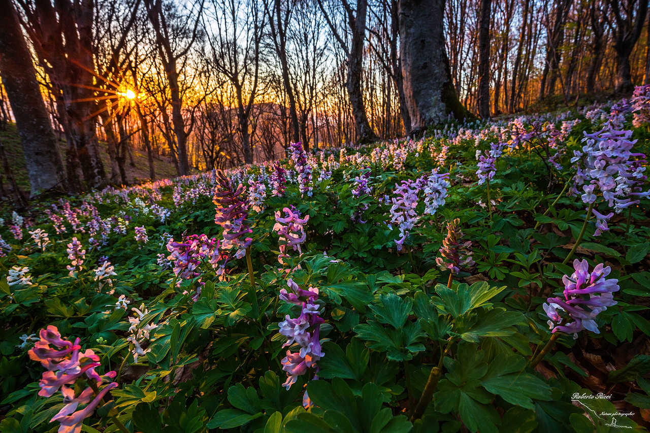 The hidden treasure of the wood