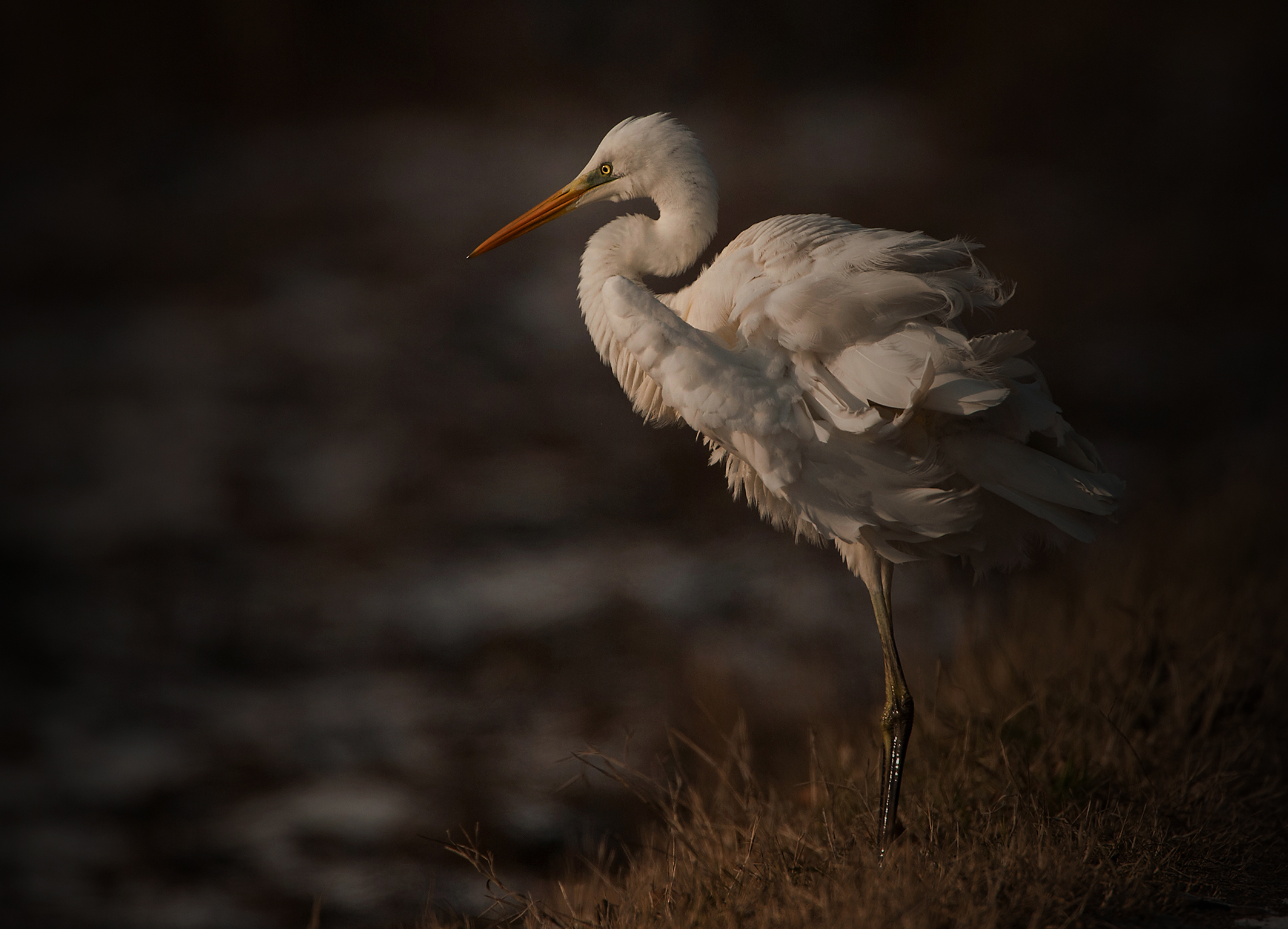 airone bianco maggiore...