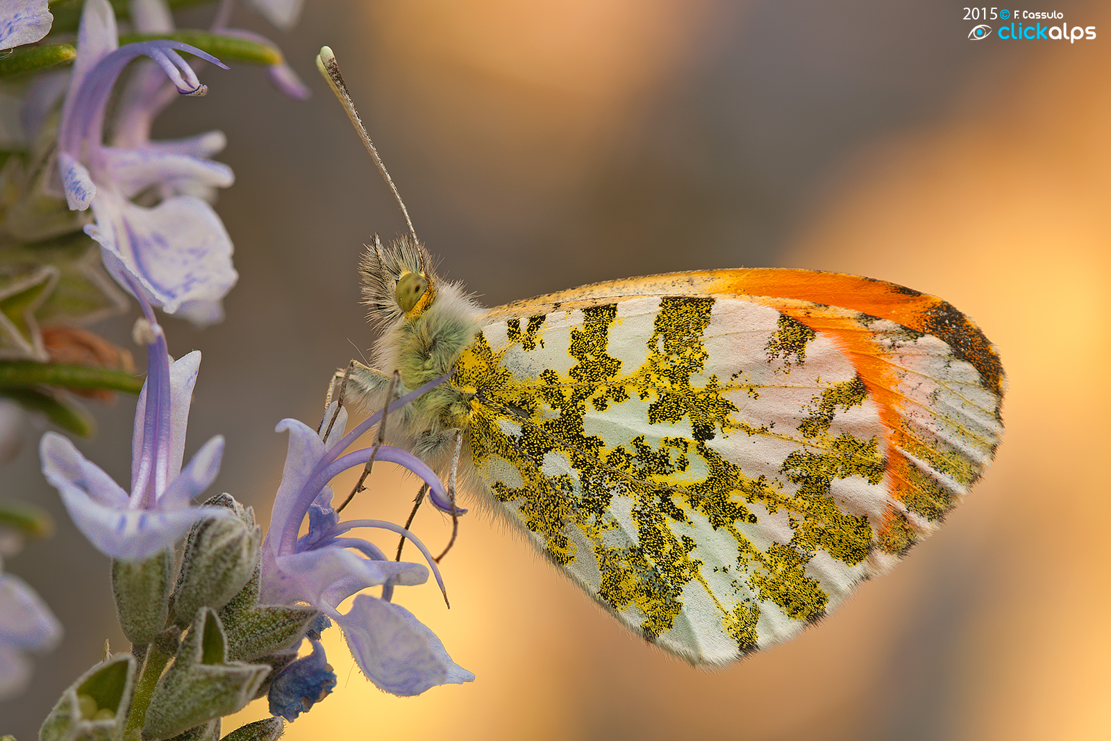 Anthocharis cardamines