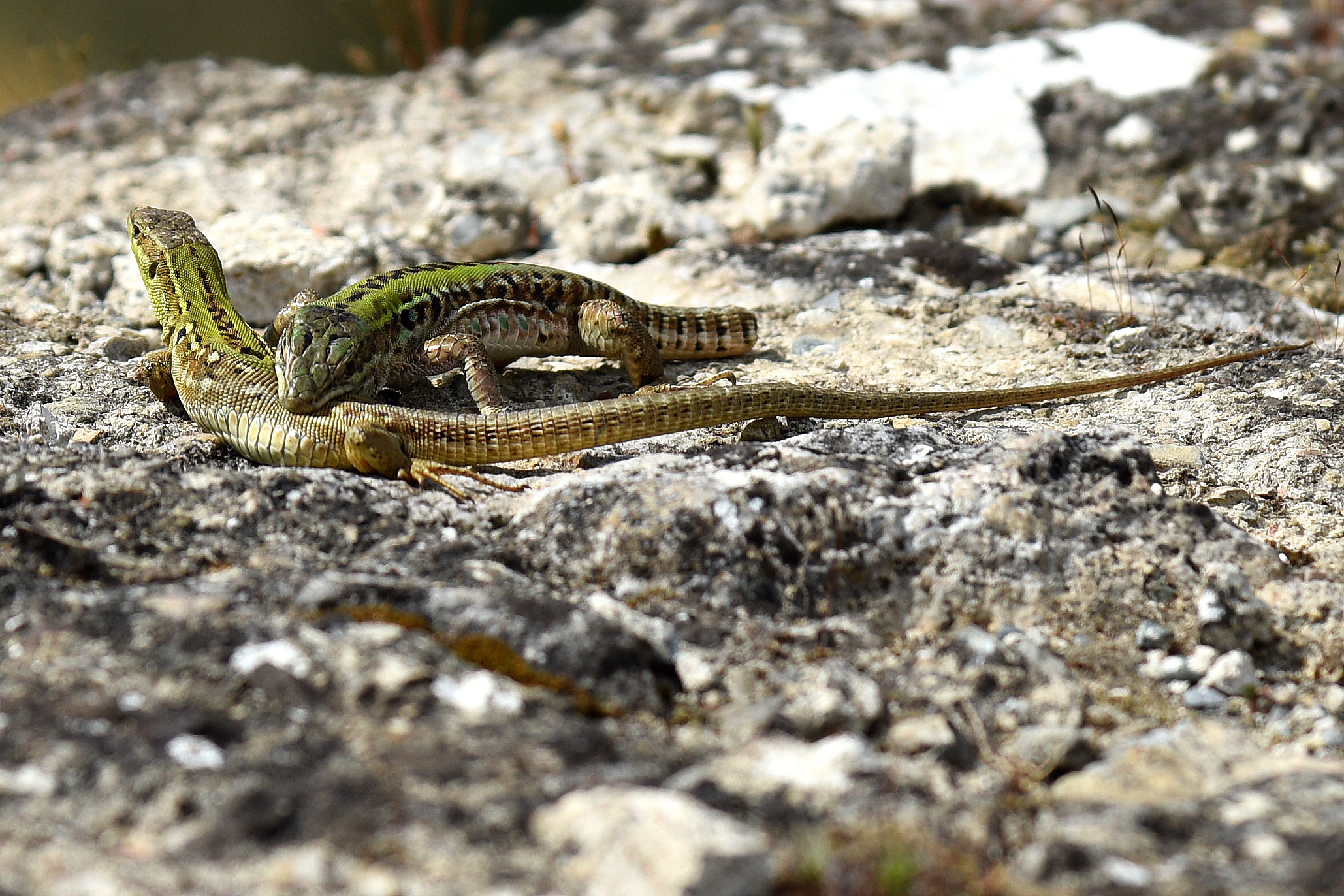 Tuscan lizards