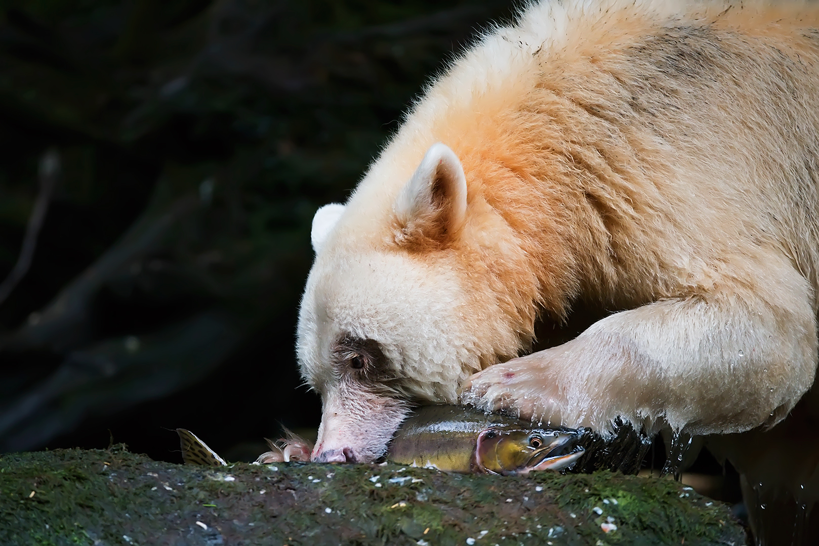 salmone a colazione, pranzo e cena