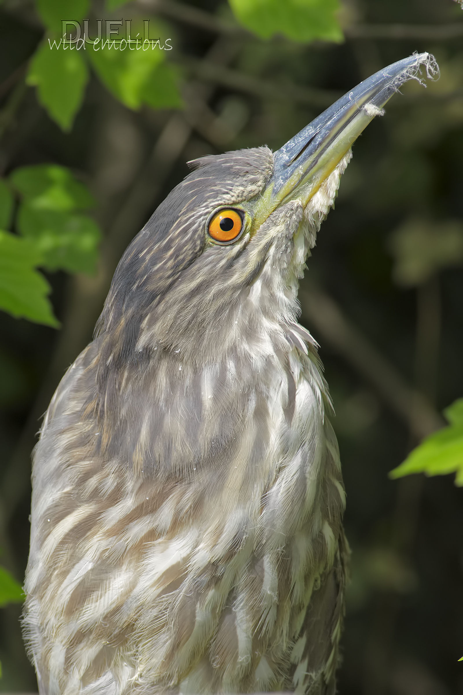 Night Heron ritrattone HD