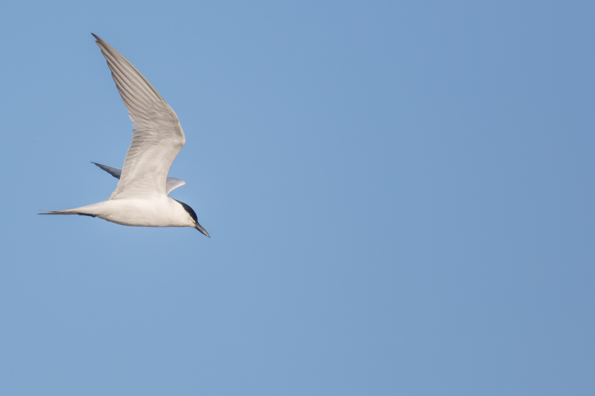 Gull-billed Tern in flight