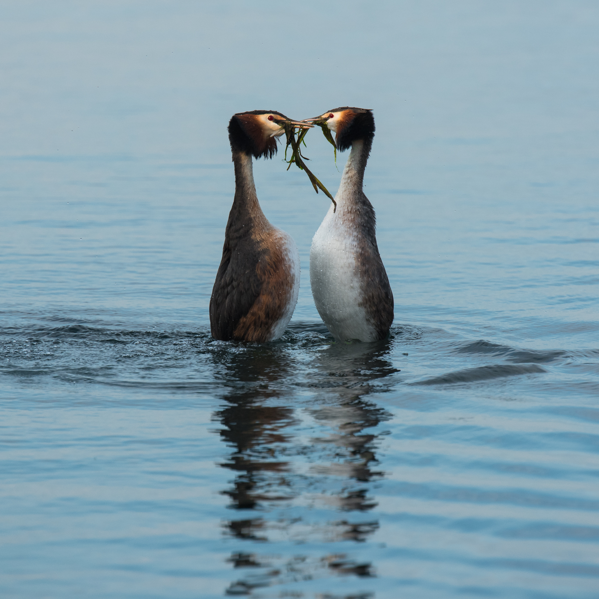Courtship grebes