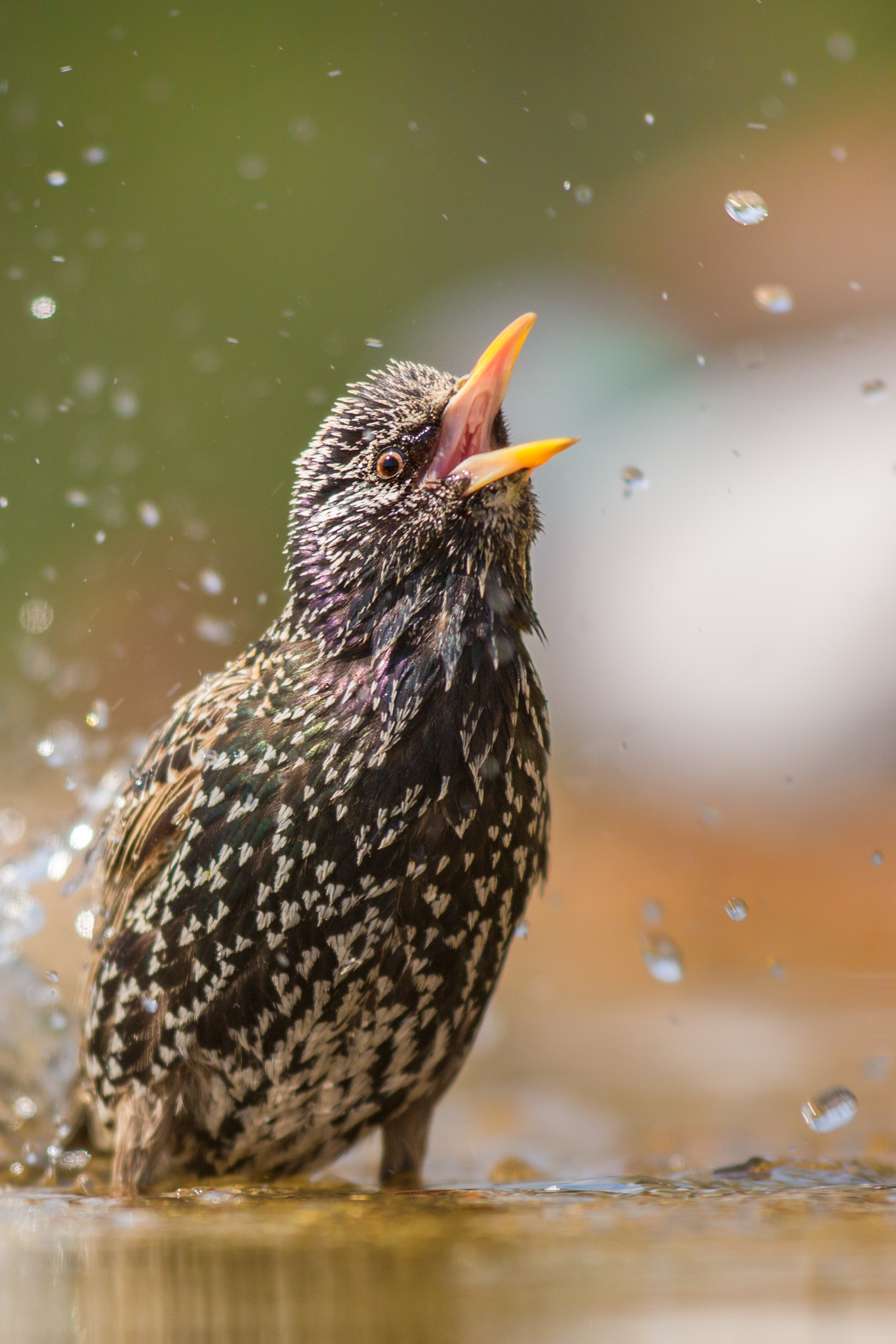 Singing in the shower