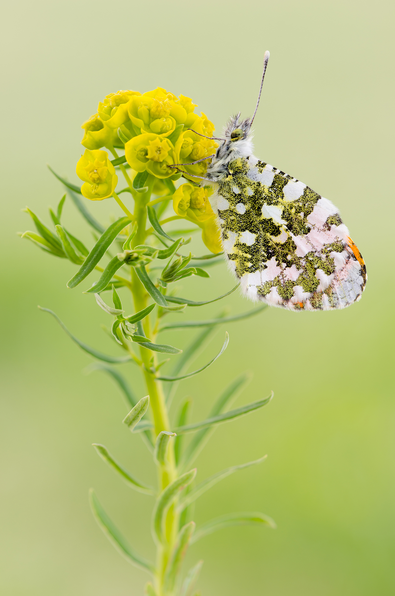 Anthocharis cardamines