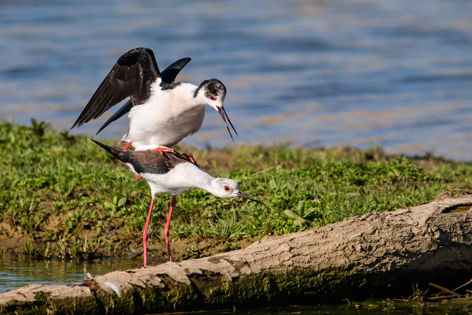 Cavalieri d'Italia in accoppiamento