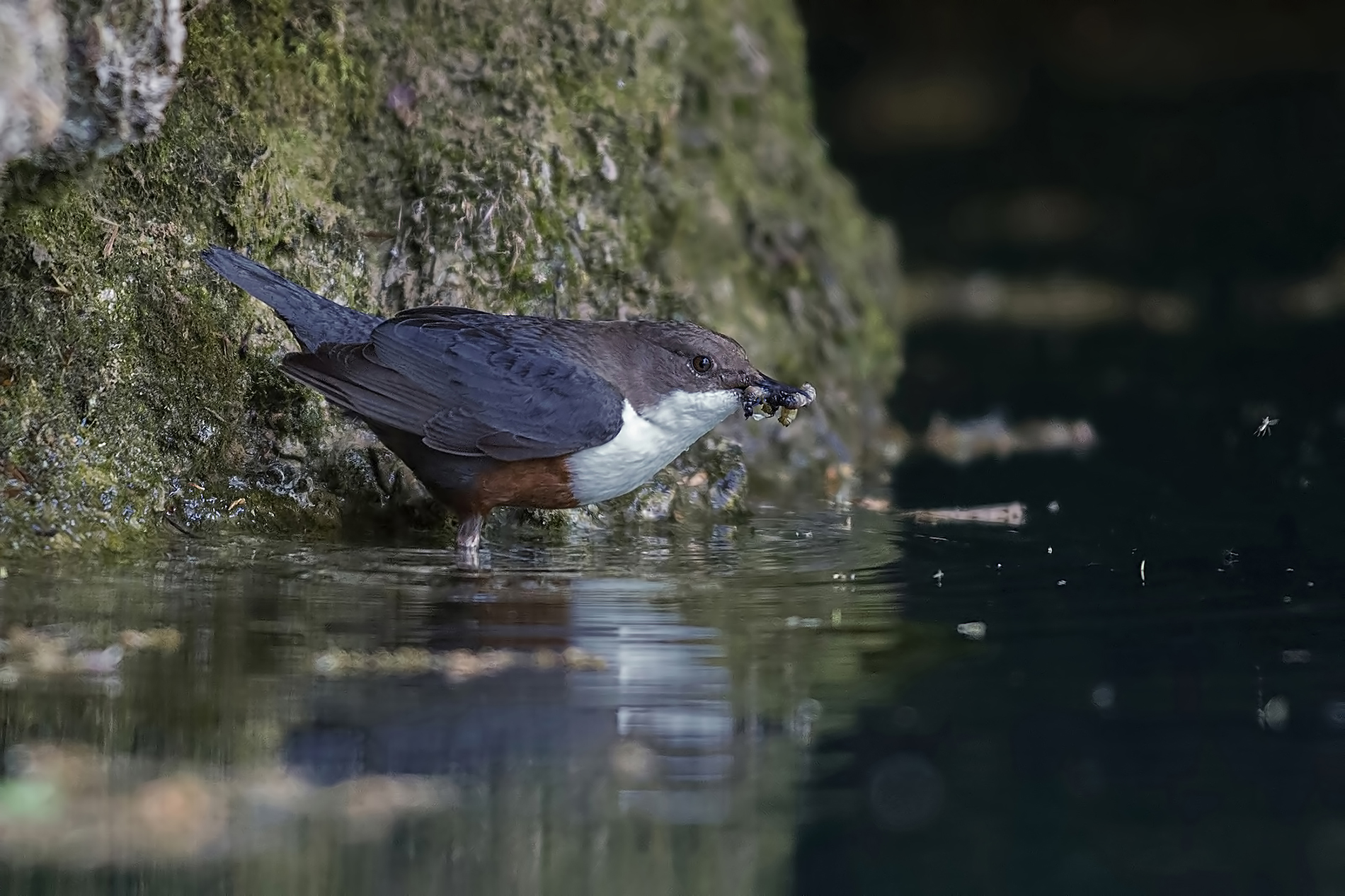Dipper