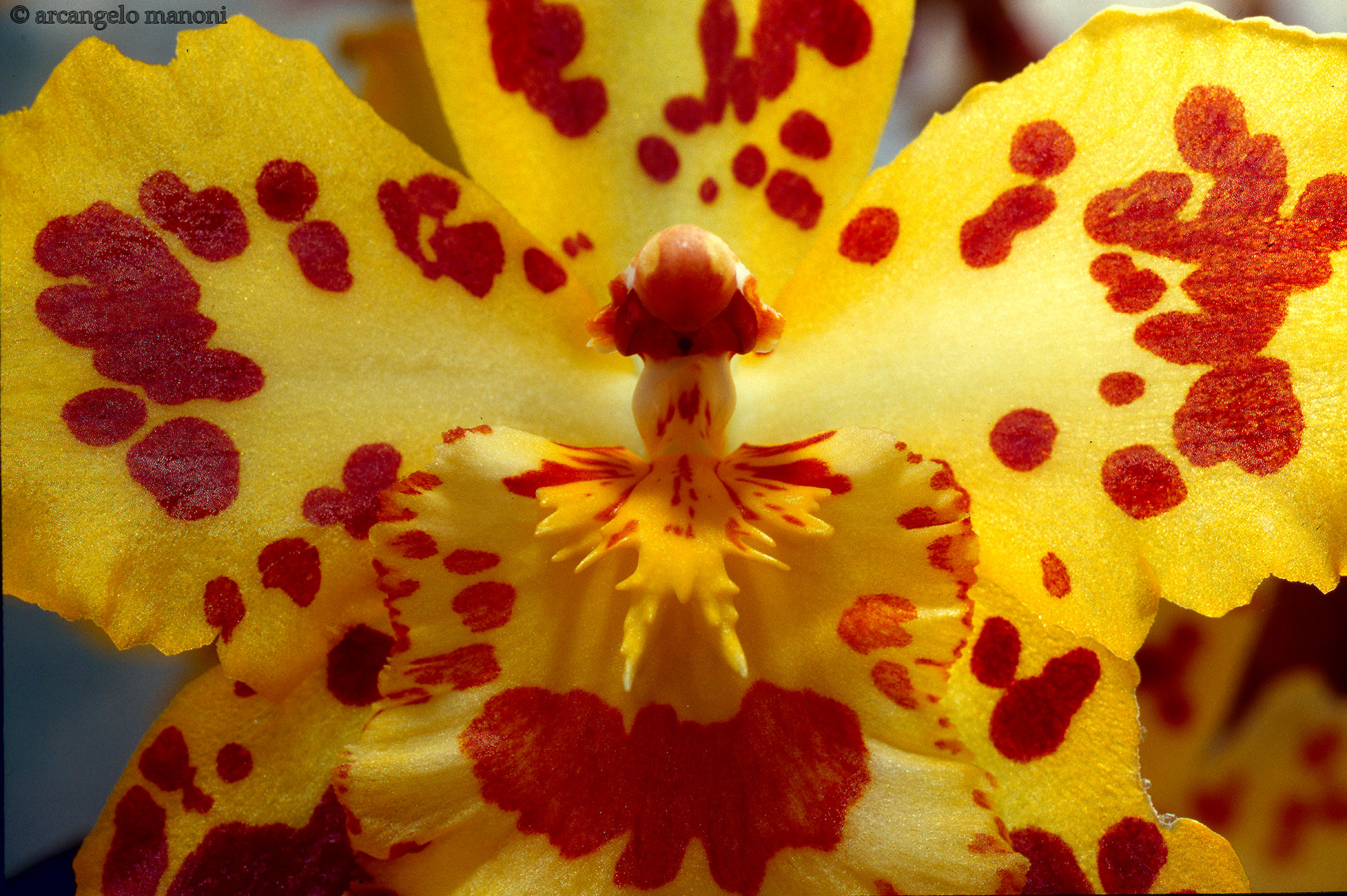 Head-on collision between film and digital