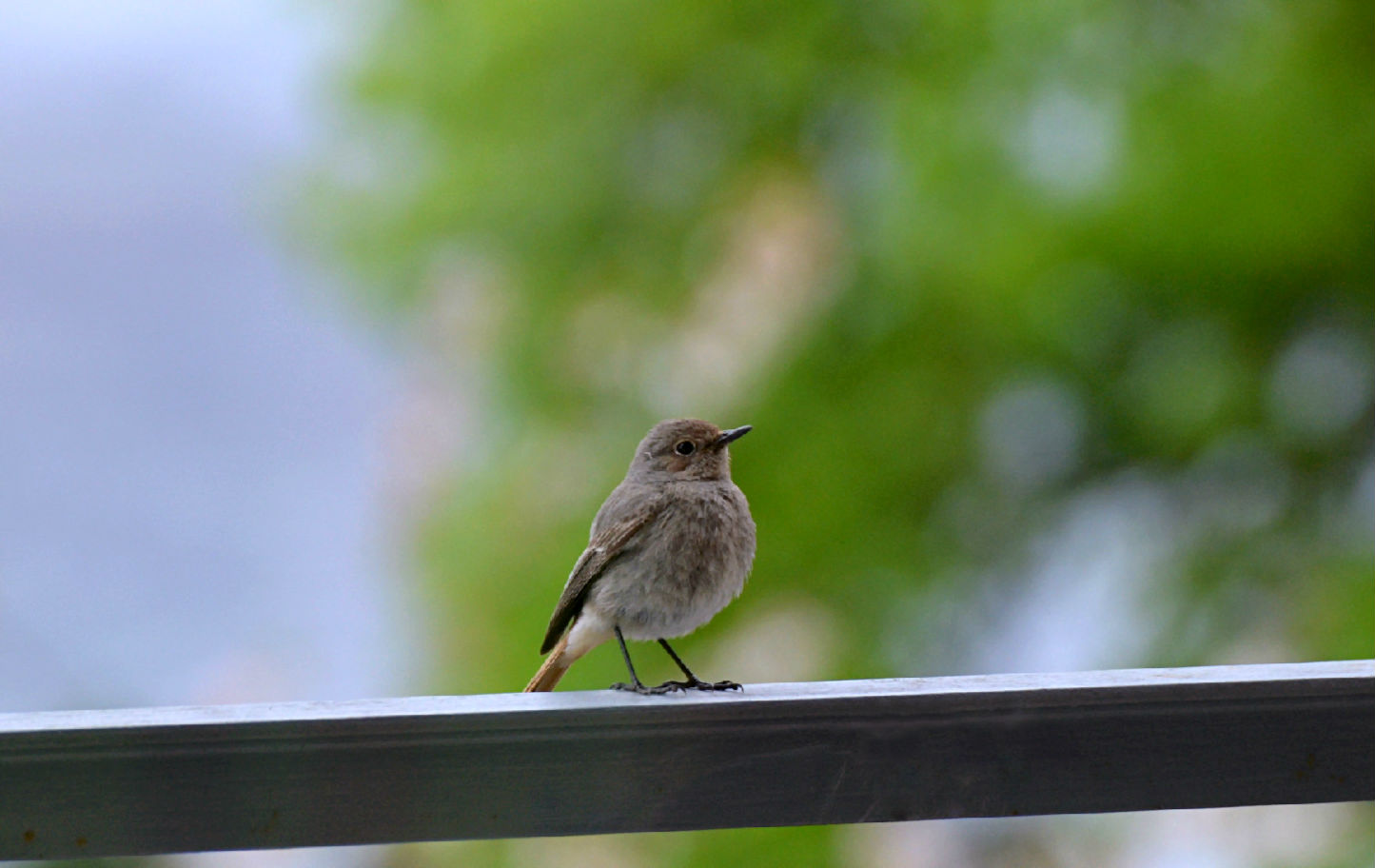 Il mio nuovo inquilino