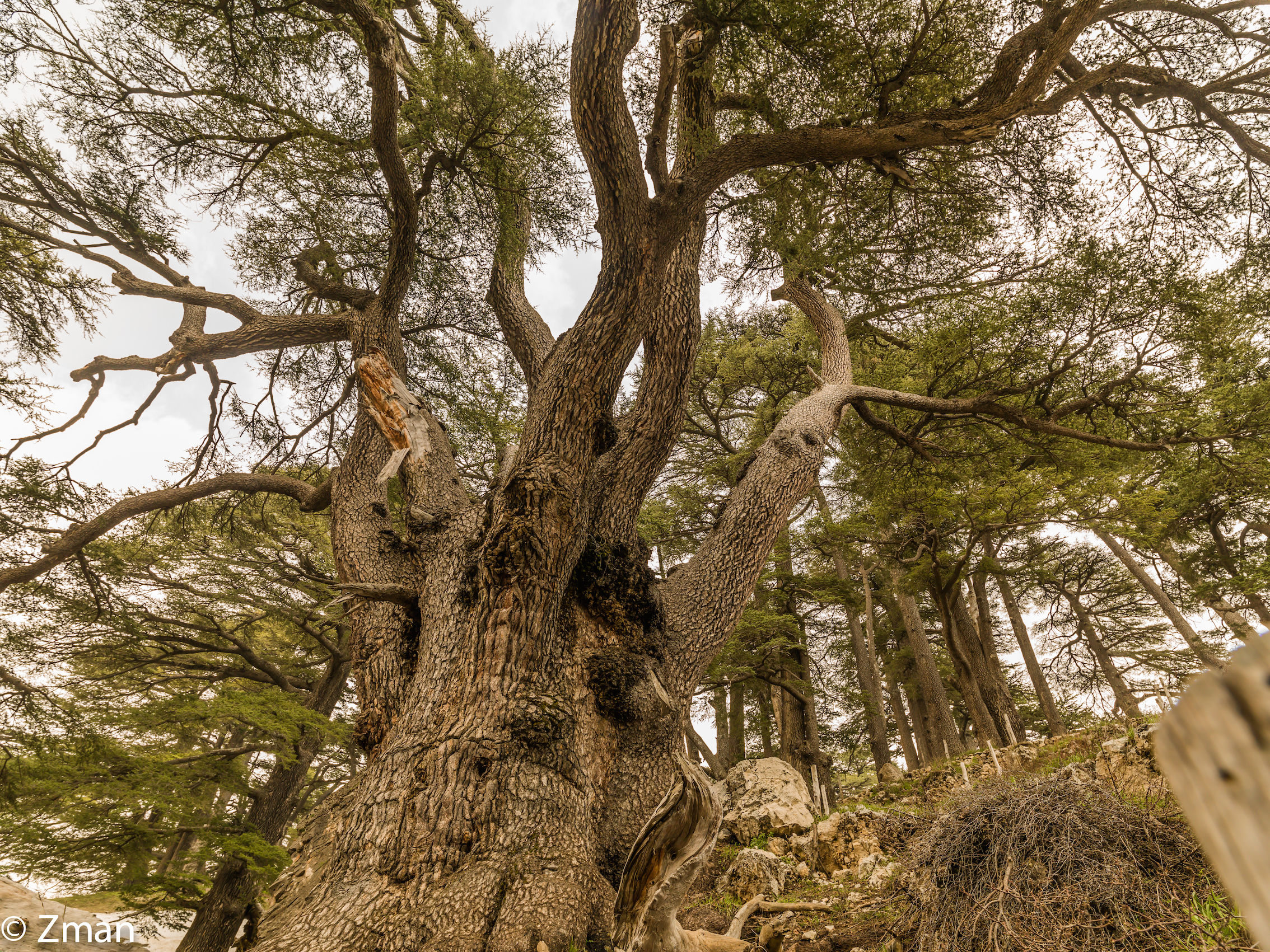 I maestosi cedri del Libano
