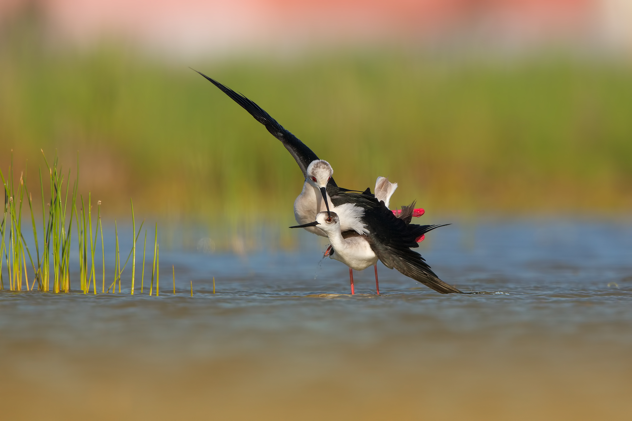 Rito di accoppiamento