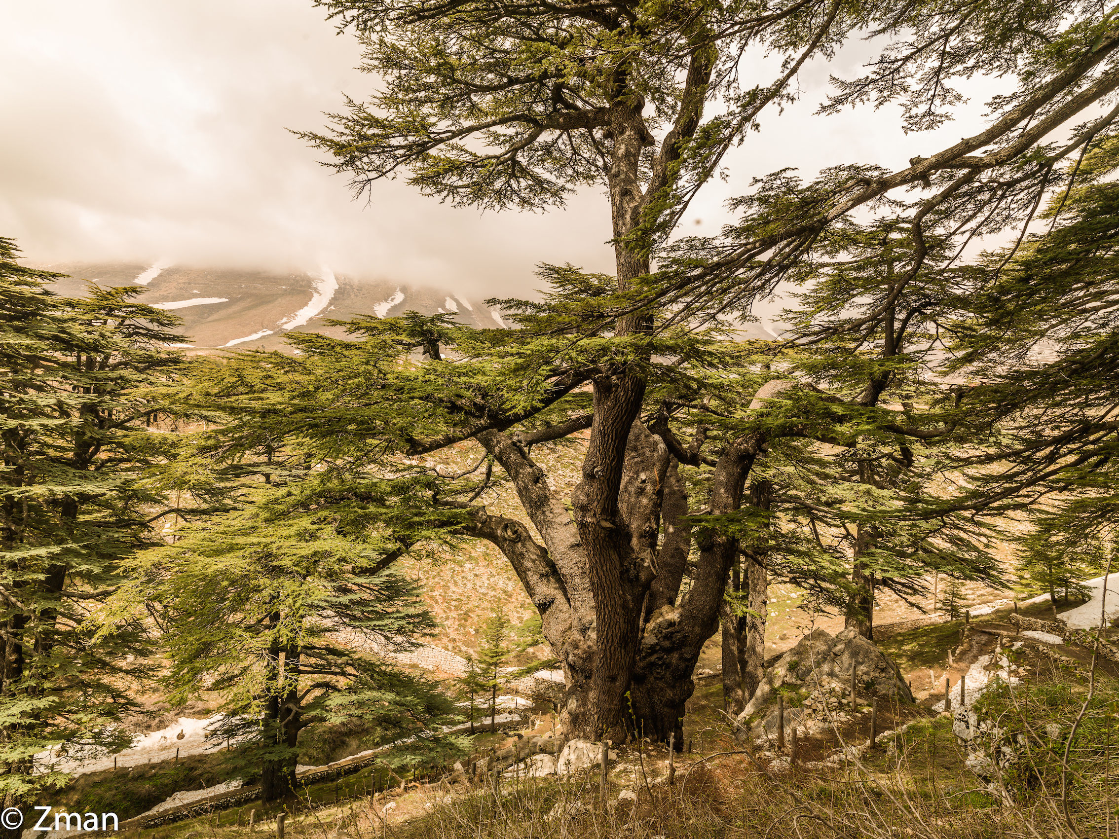 I maestosi cedri del Libano