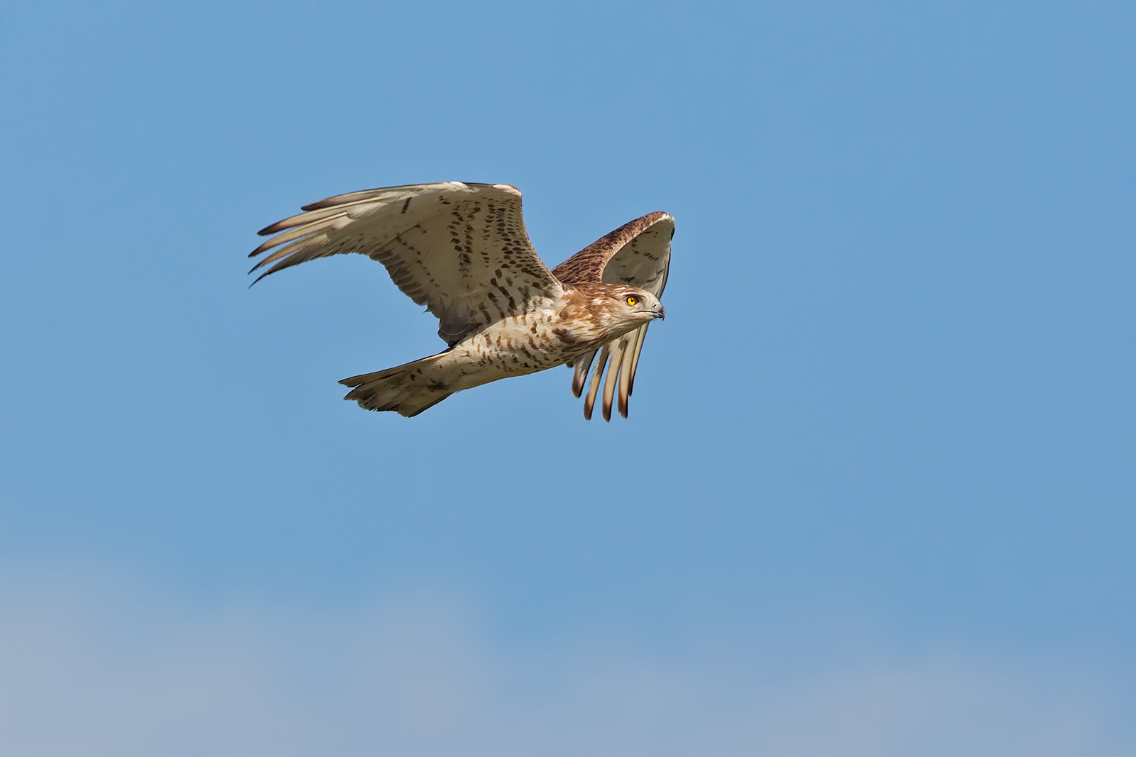 Biancone ( aquila dei serpenti )