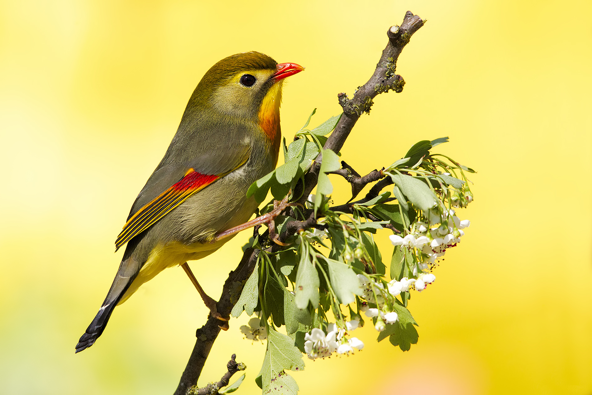 usignolo del giappone