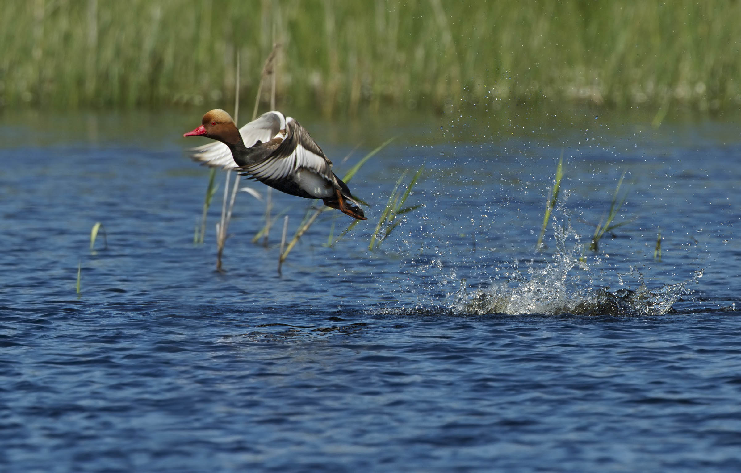 Fistione turkish takeoff