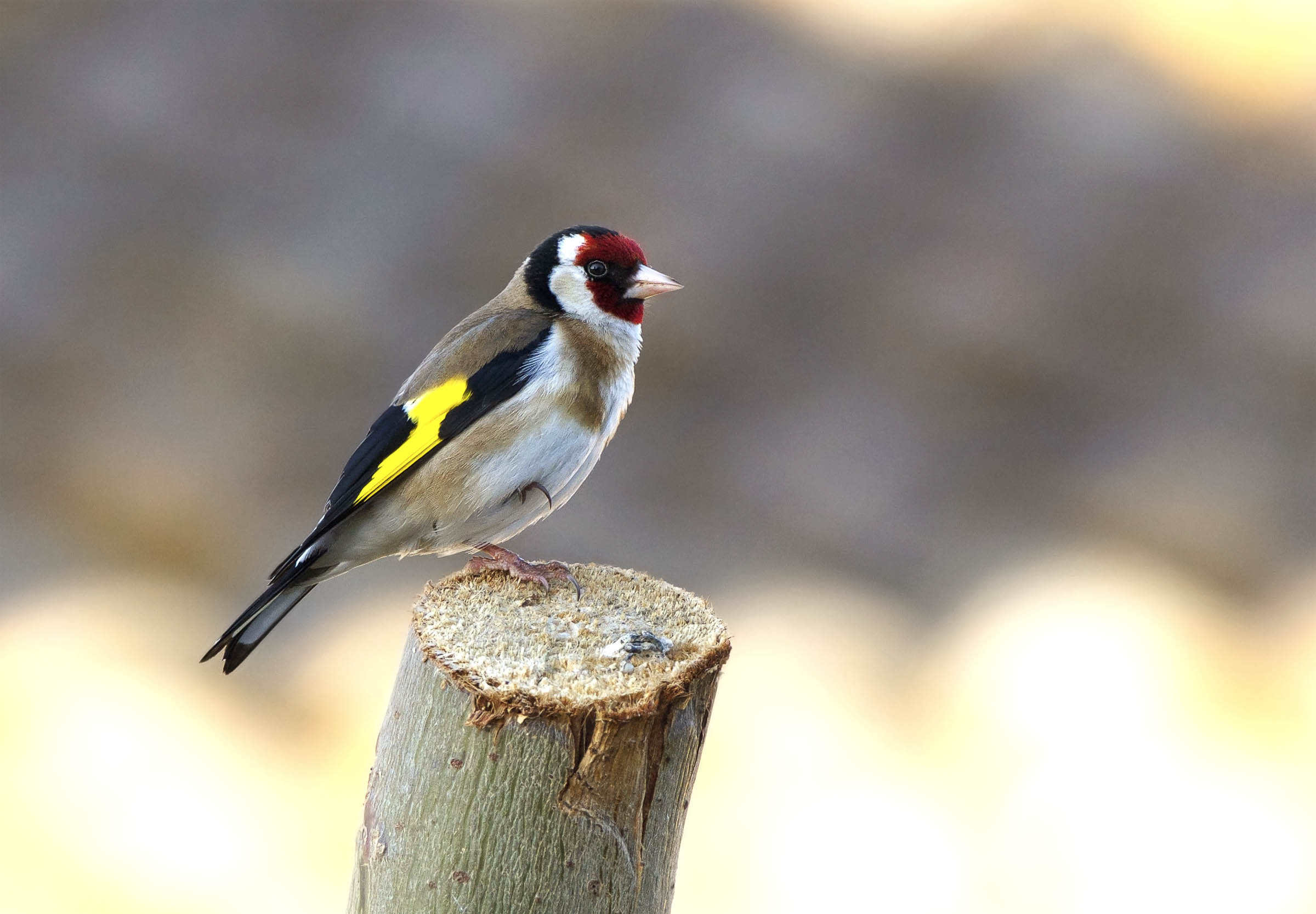 Goldfinch