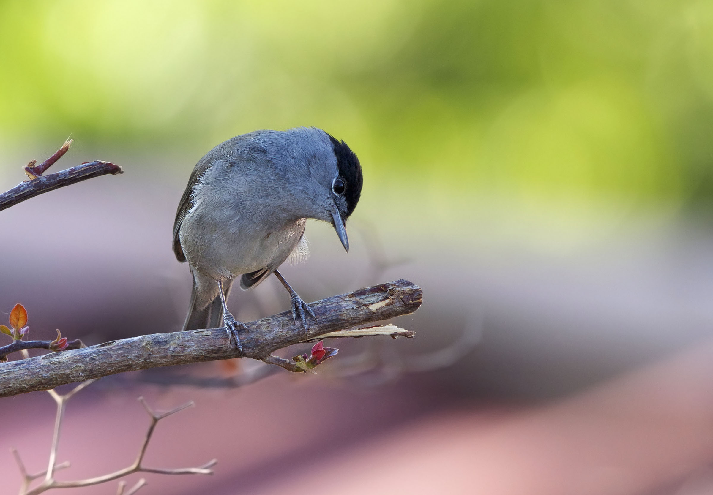 Blackcap