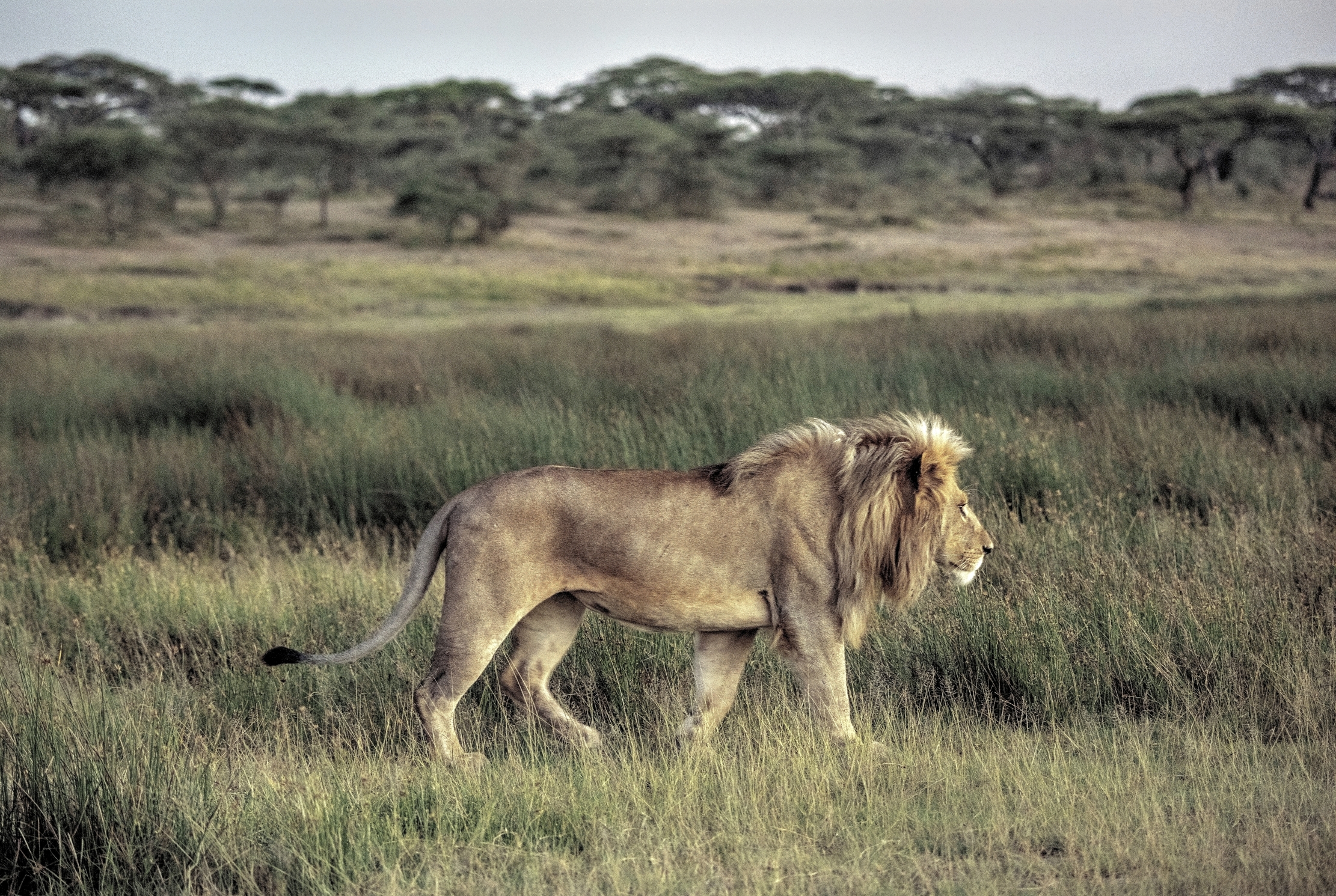 Tanzania 2015 - Alba a Ndutu
