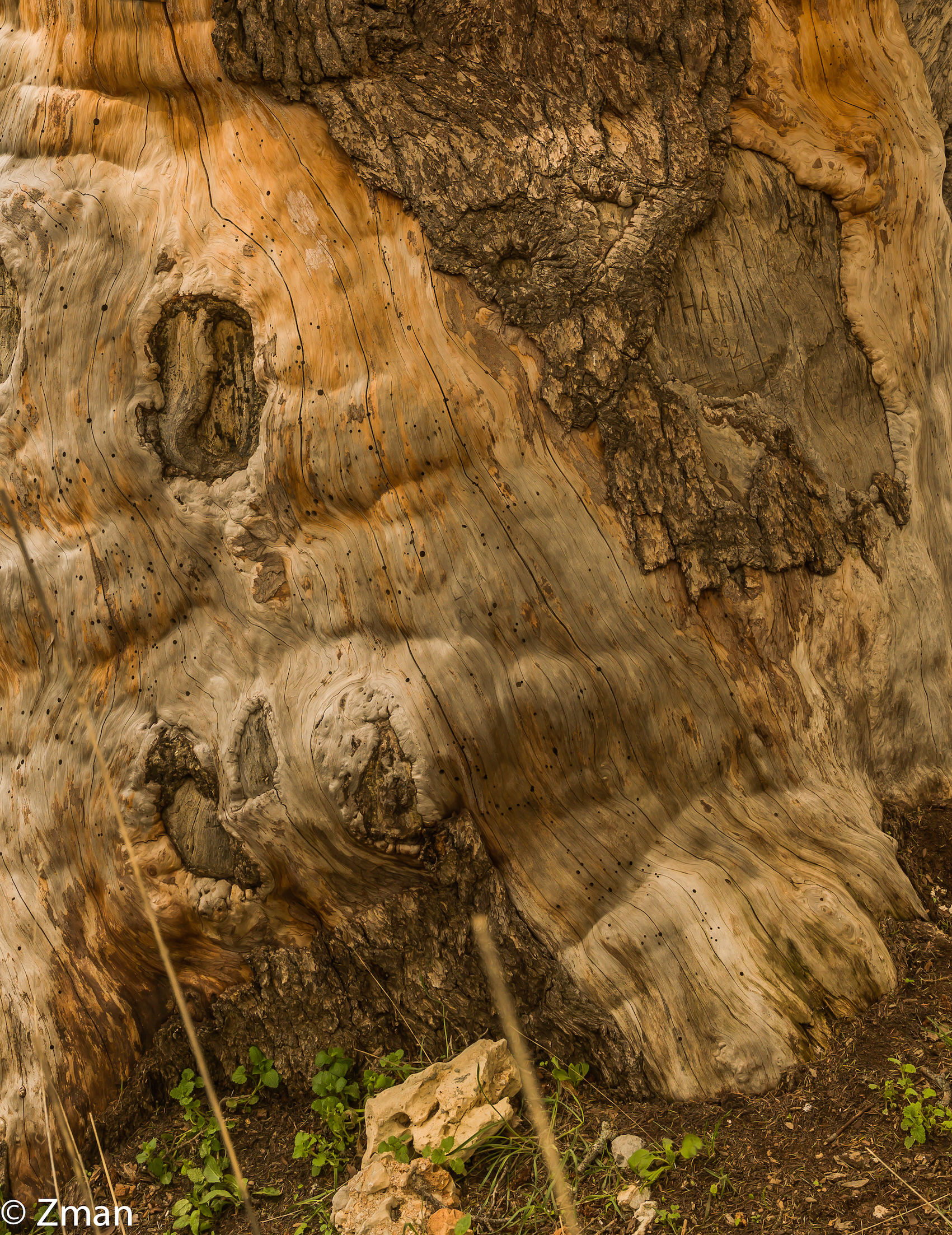 I maestosi cedri del Libano