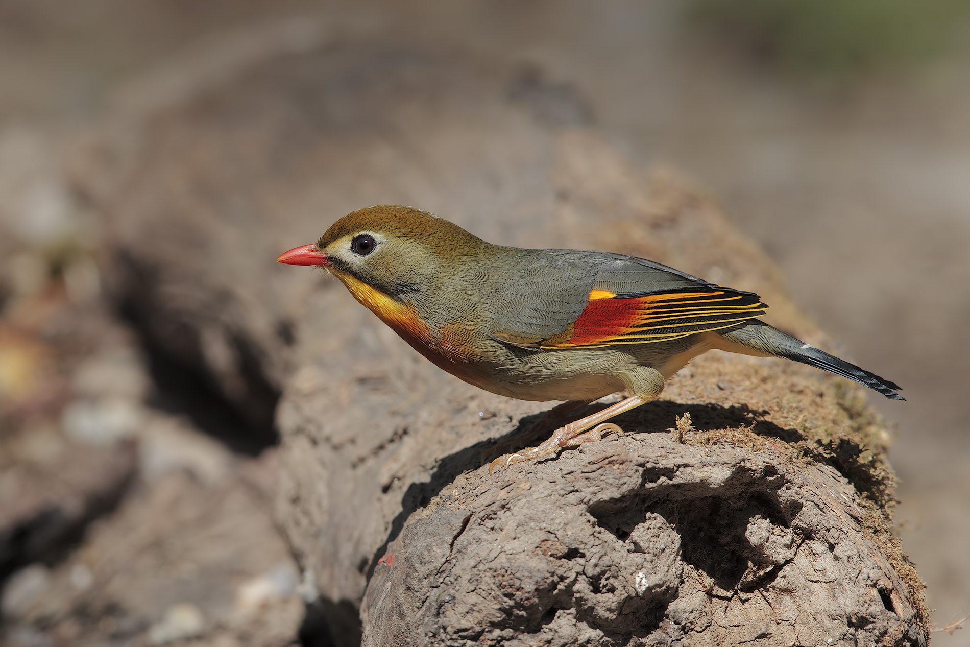 sessione usignolo del Giappone