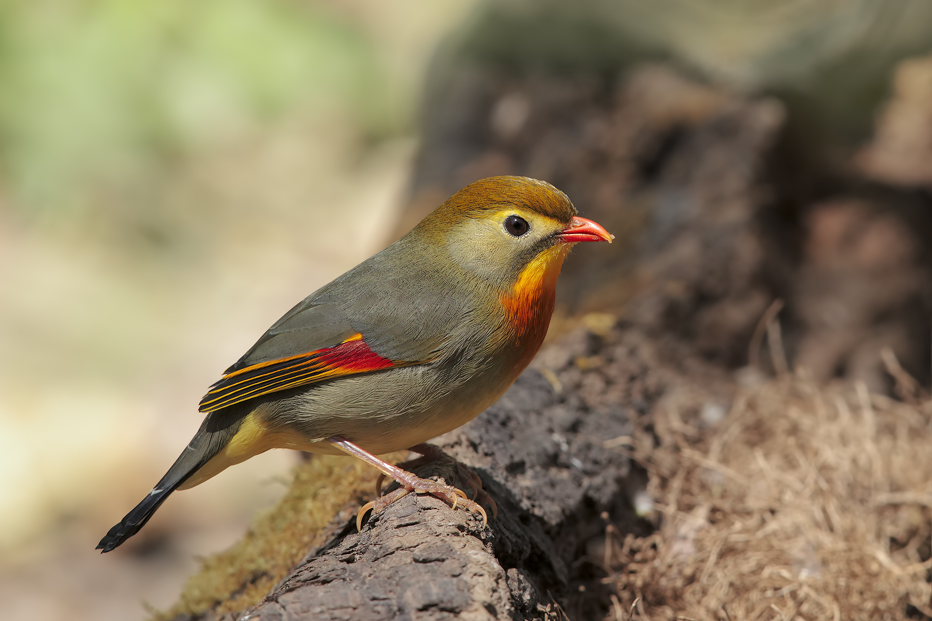 sessione usignolo del Giappone2