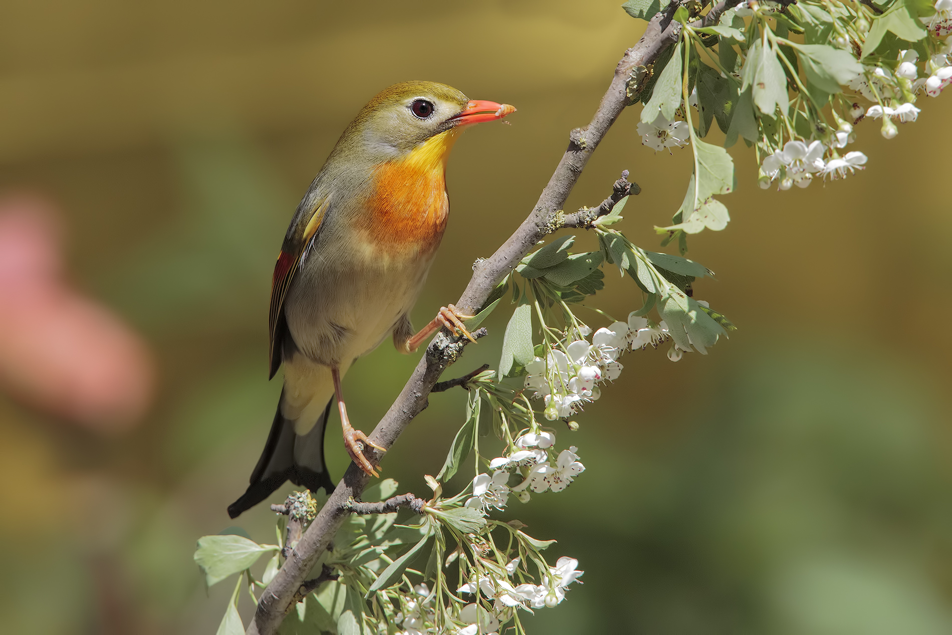 sessione usignolo del Giappone3