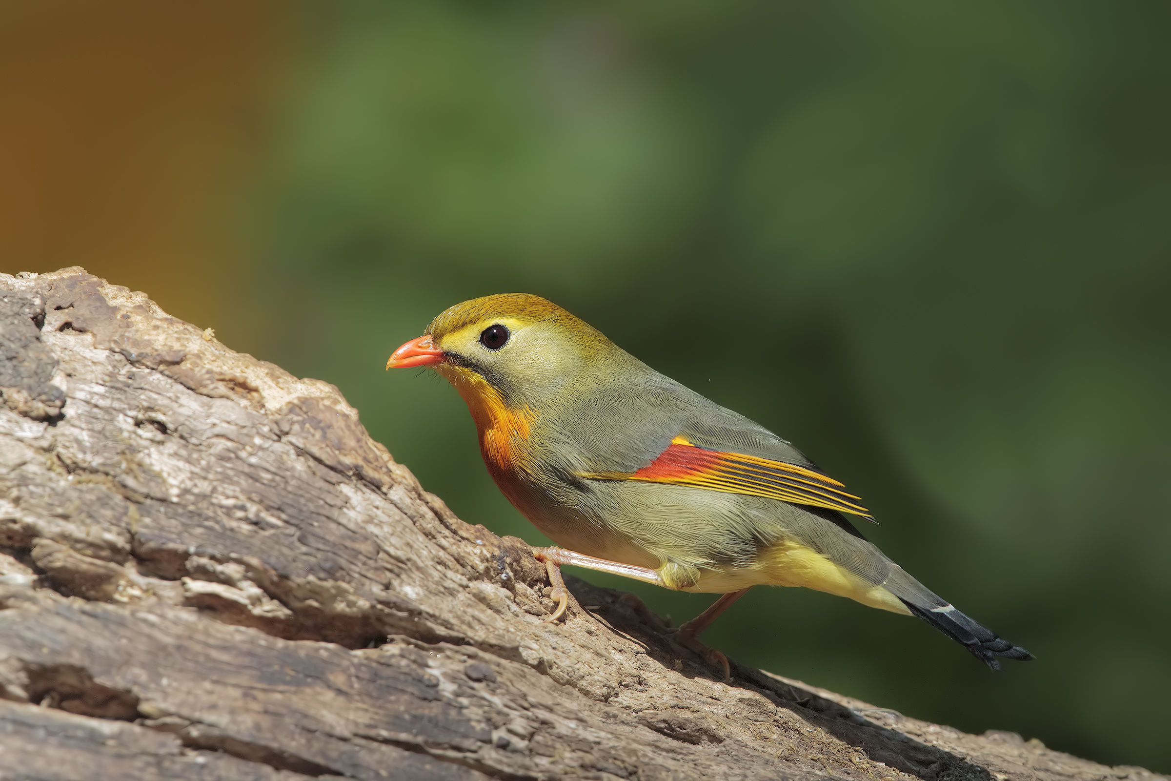 sessione usignolo del Giappone4