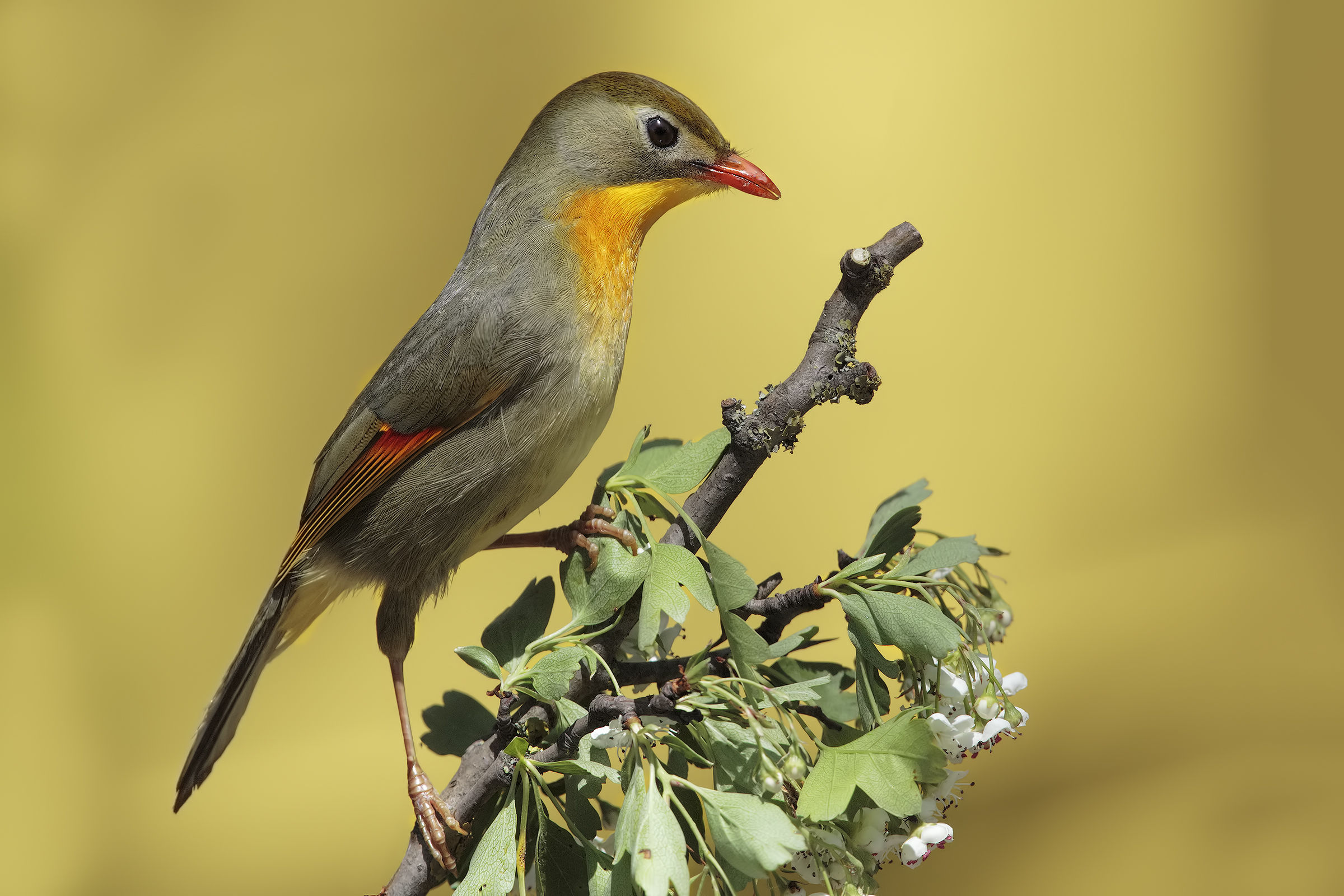 sessione usignolo del Giappone5