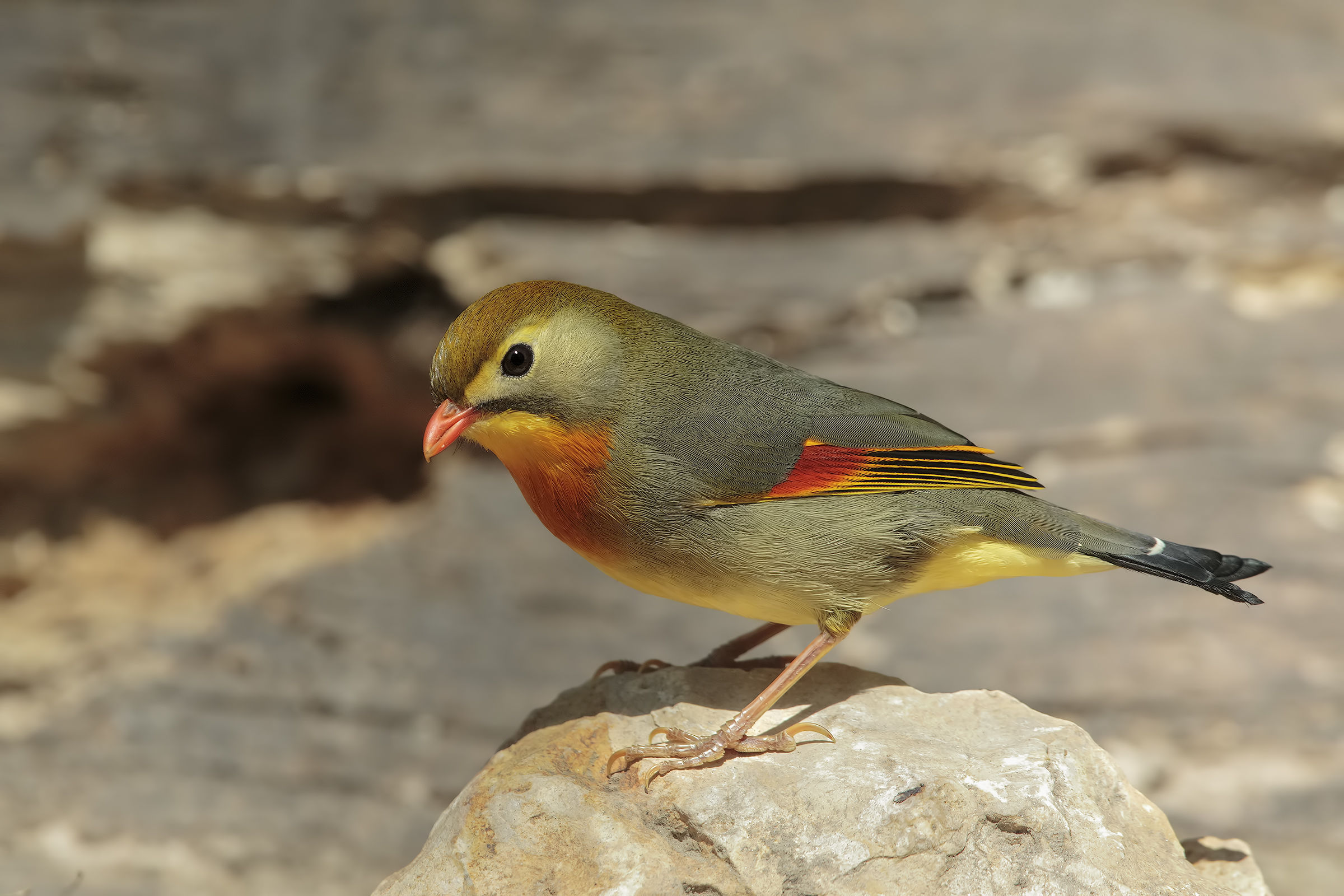 sessione usignolo del Giappone6