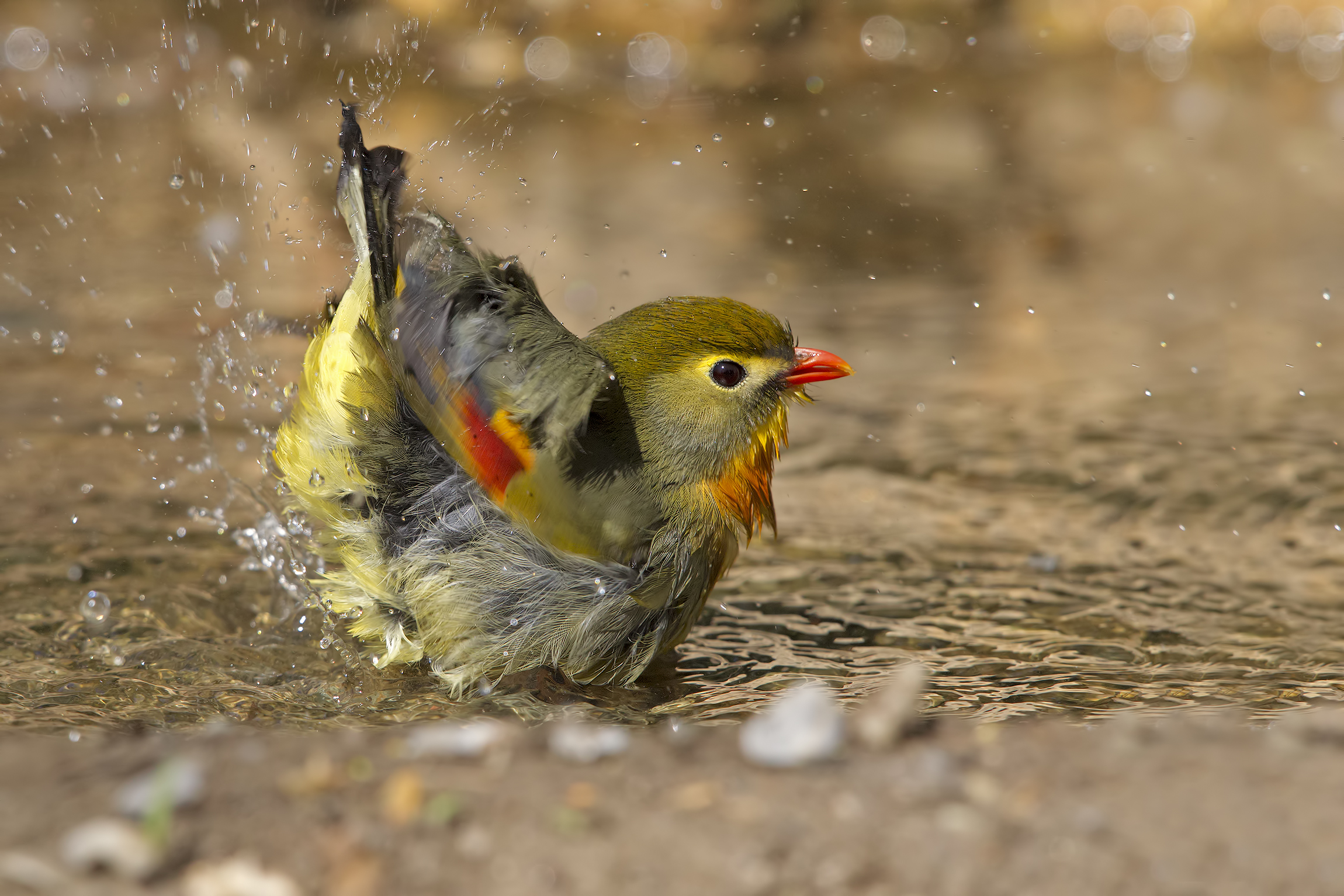 Usignolo del Giappone