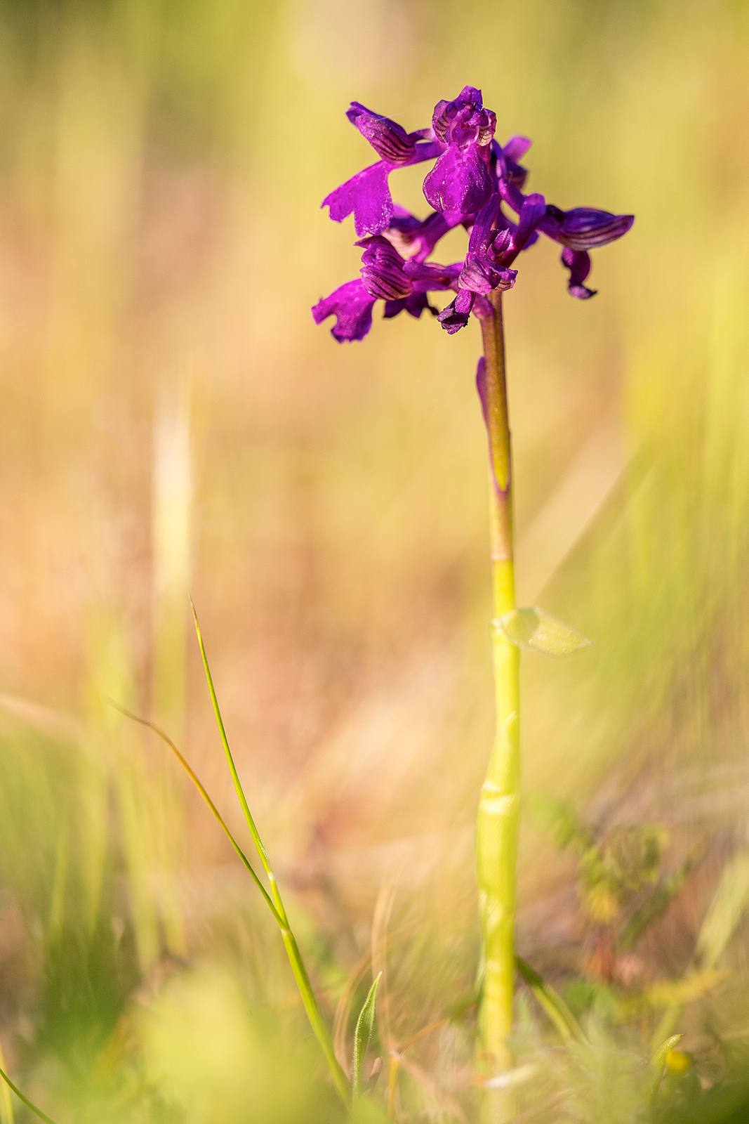 Anacamptis morio Orchidea selvatica Vesuvio