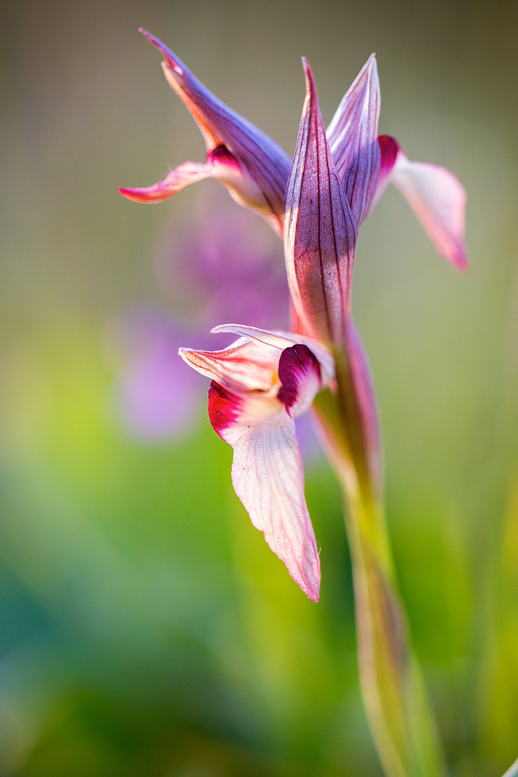 Serapias lingua orchidea selvatica Vesuvio