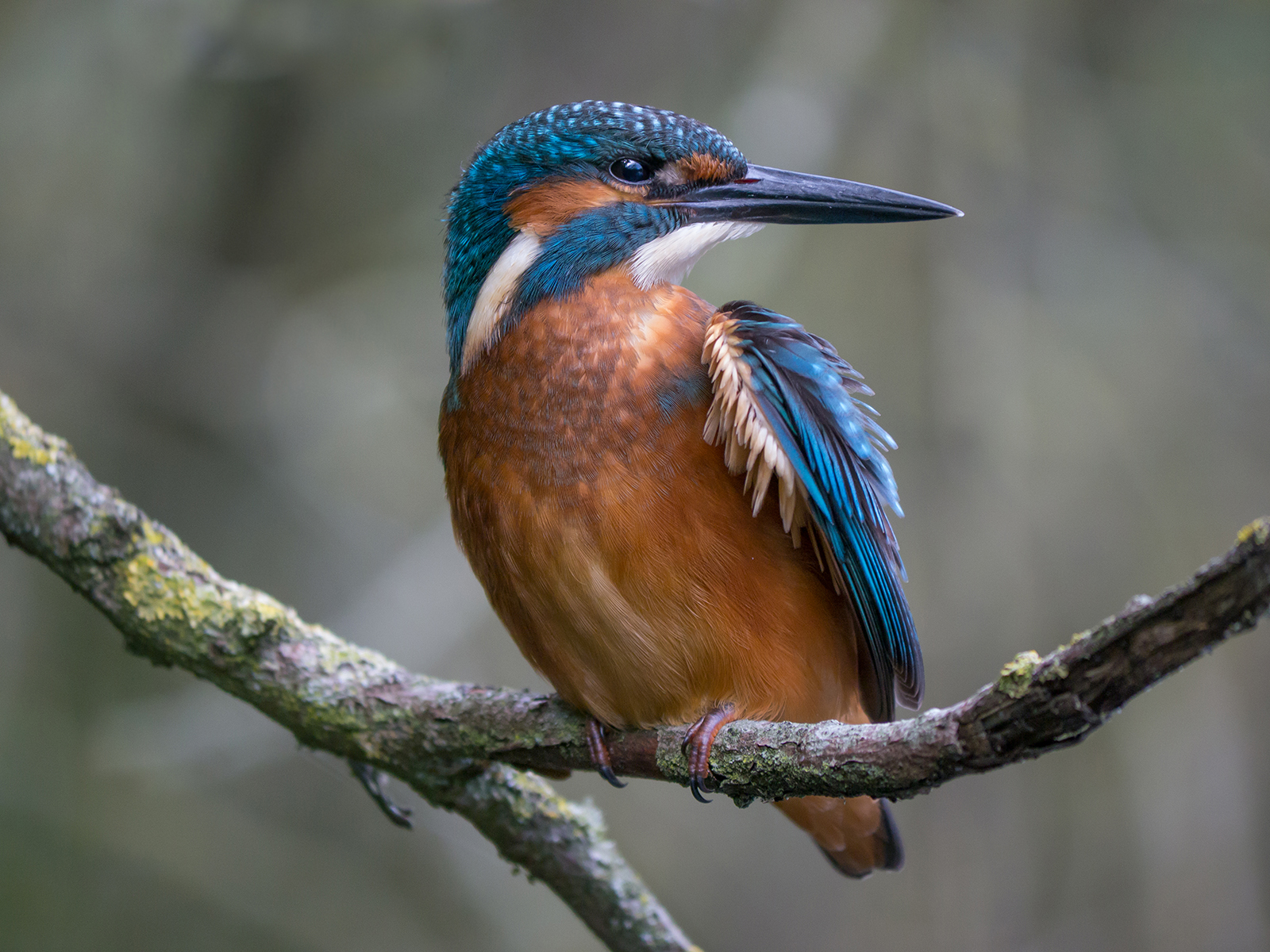 Beware, today I have a hell for feather.