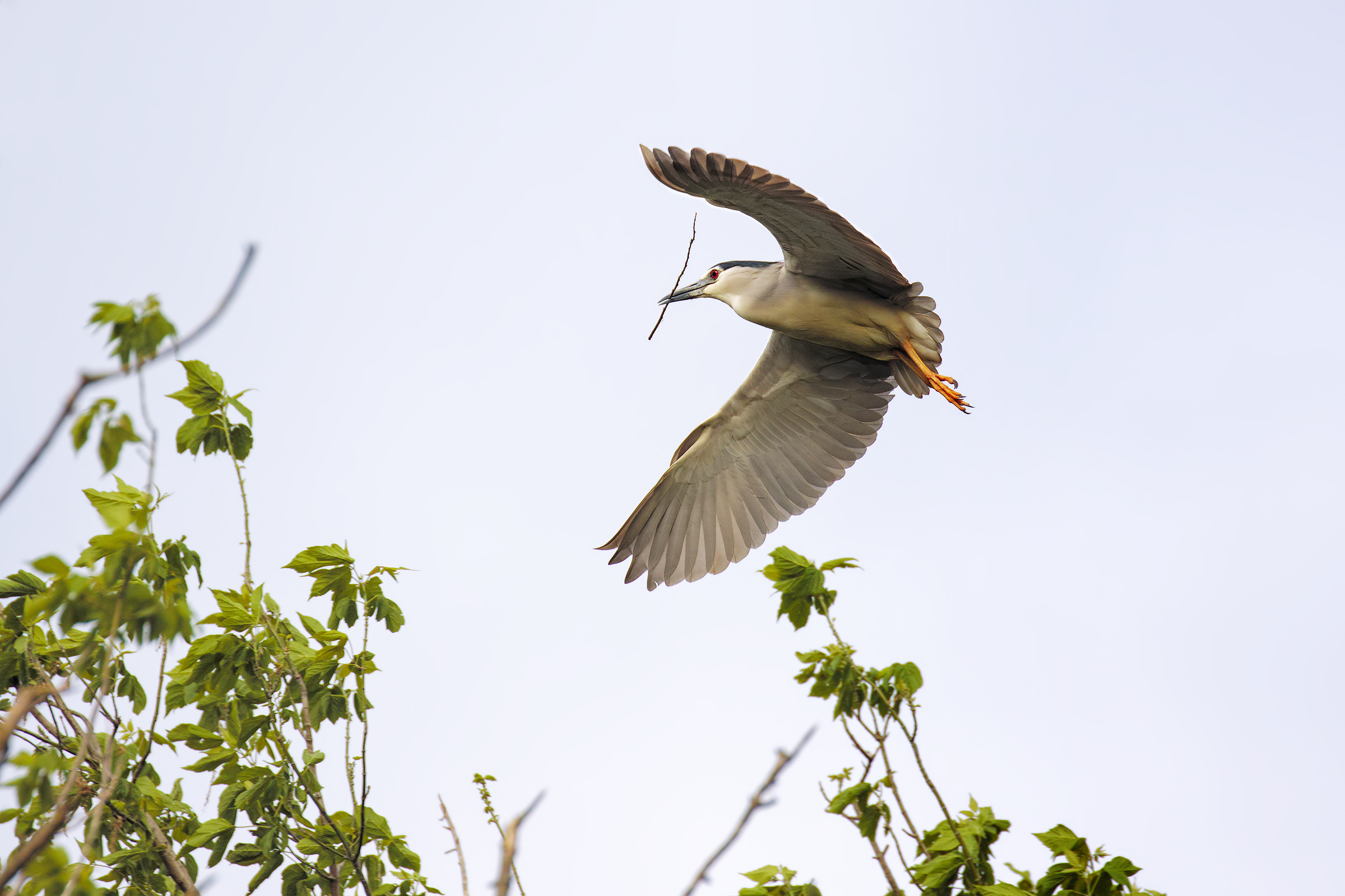 Night Heron
