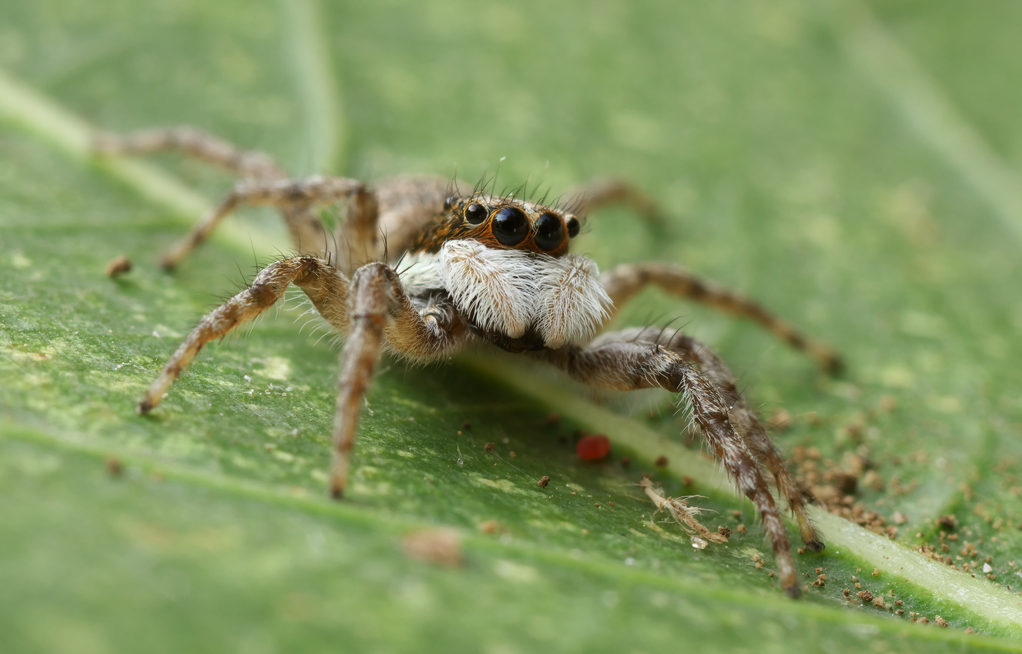 Menemerus semilimbatus