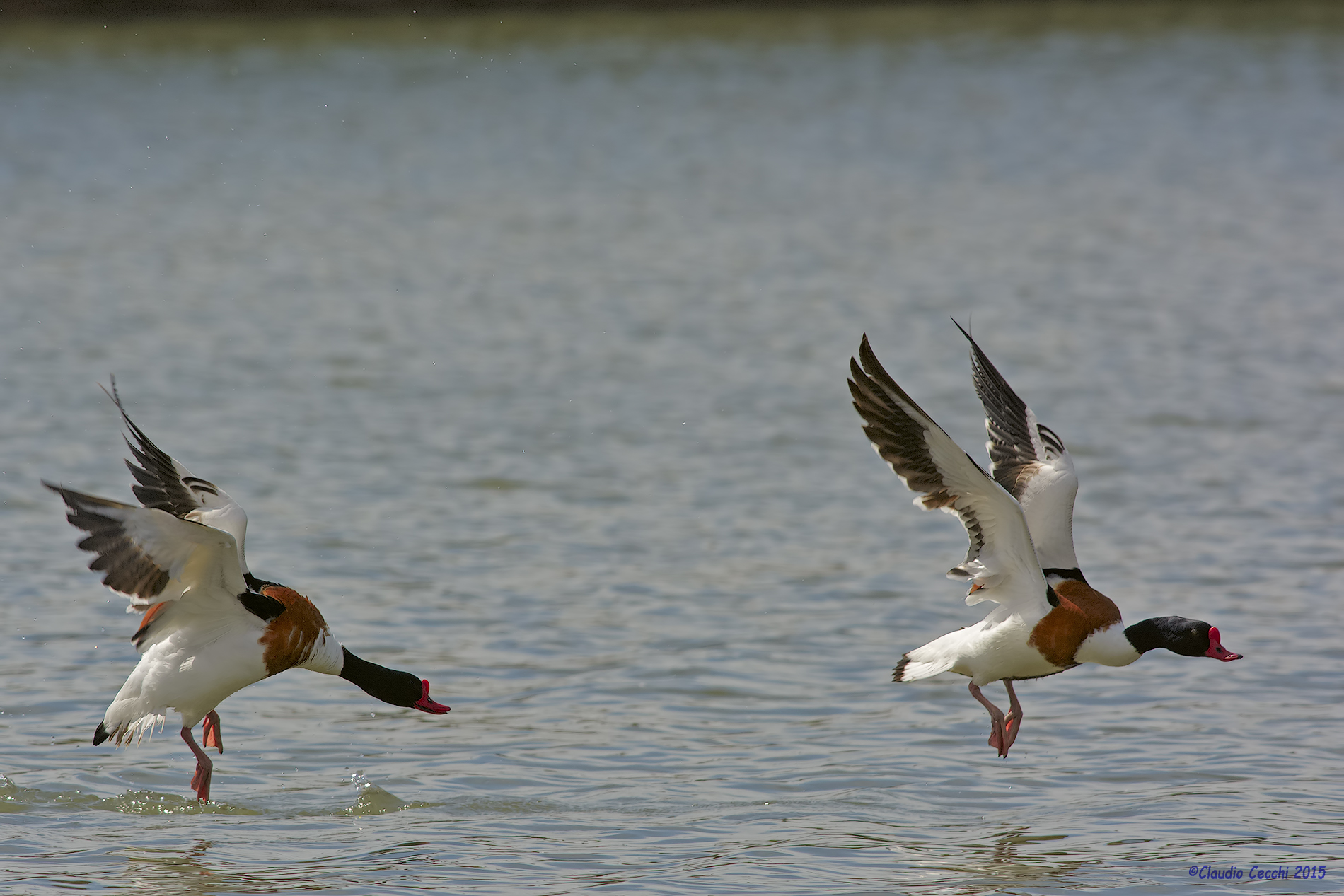 Shelduck male fighting