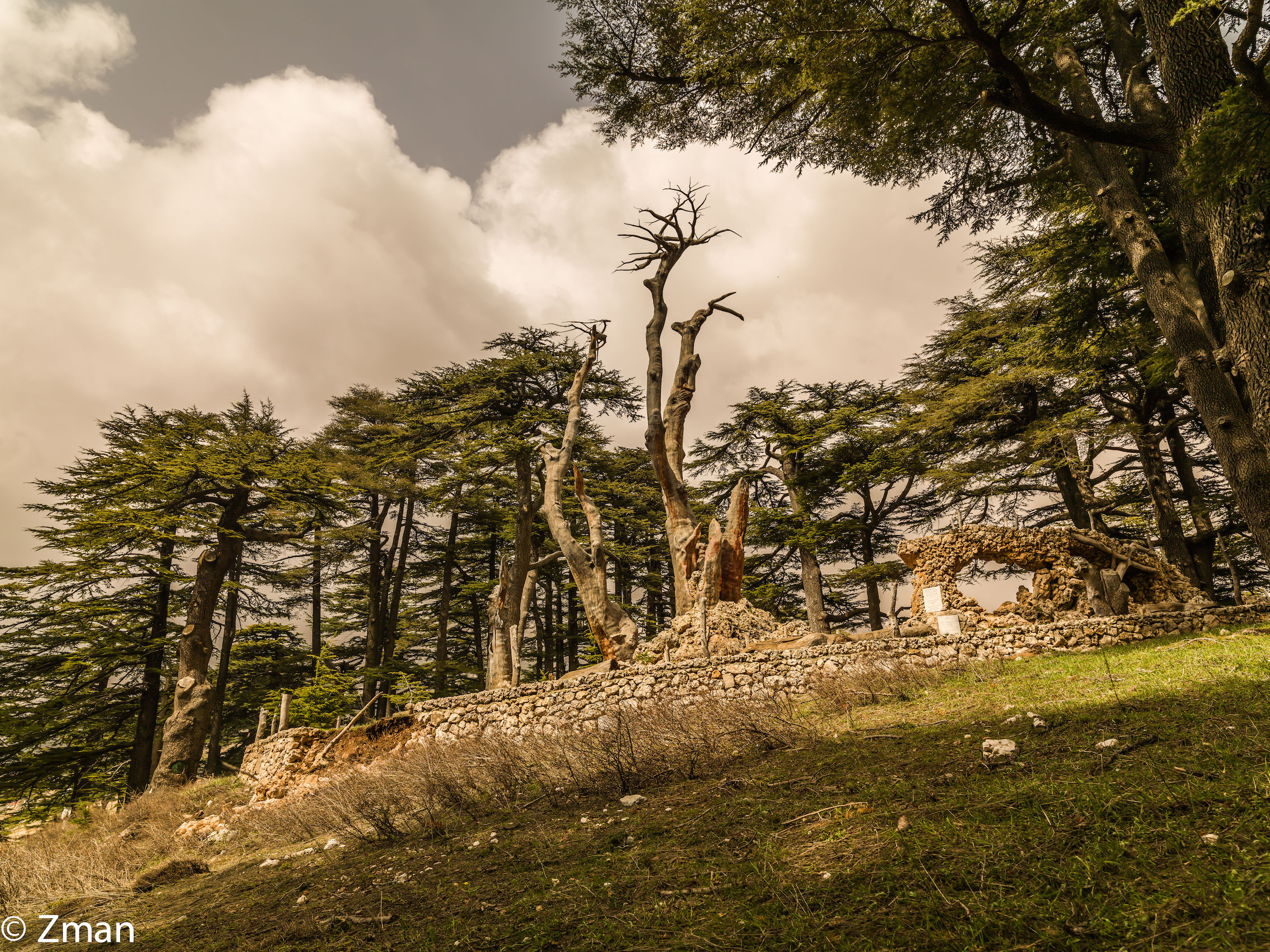 I maestosi cedri del Libano