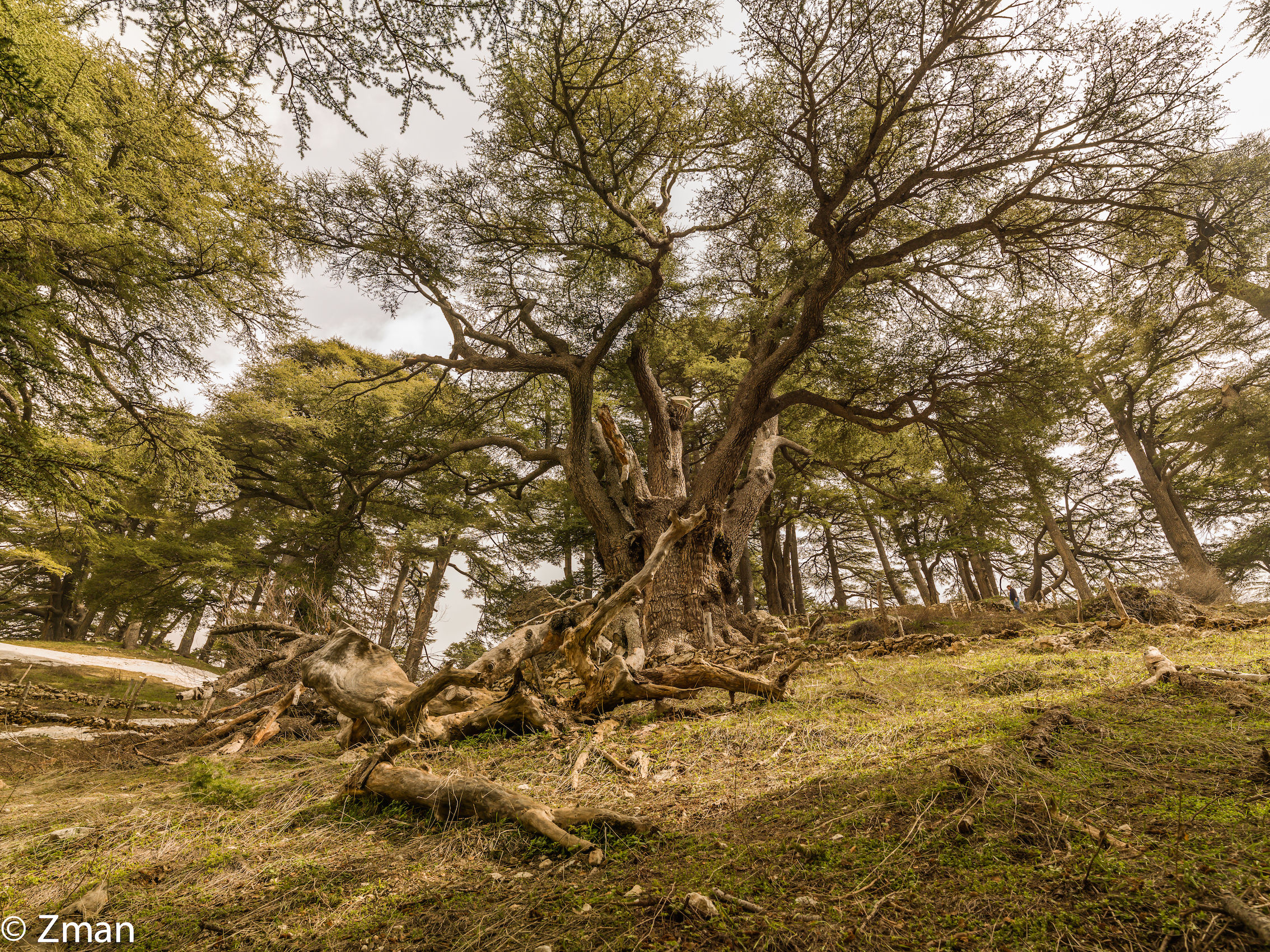 I maestosi cedri del Libano