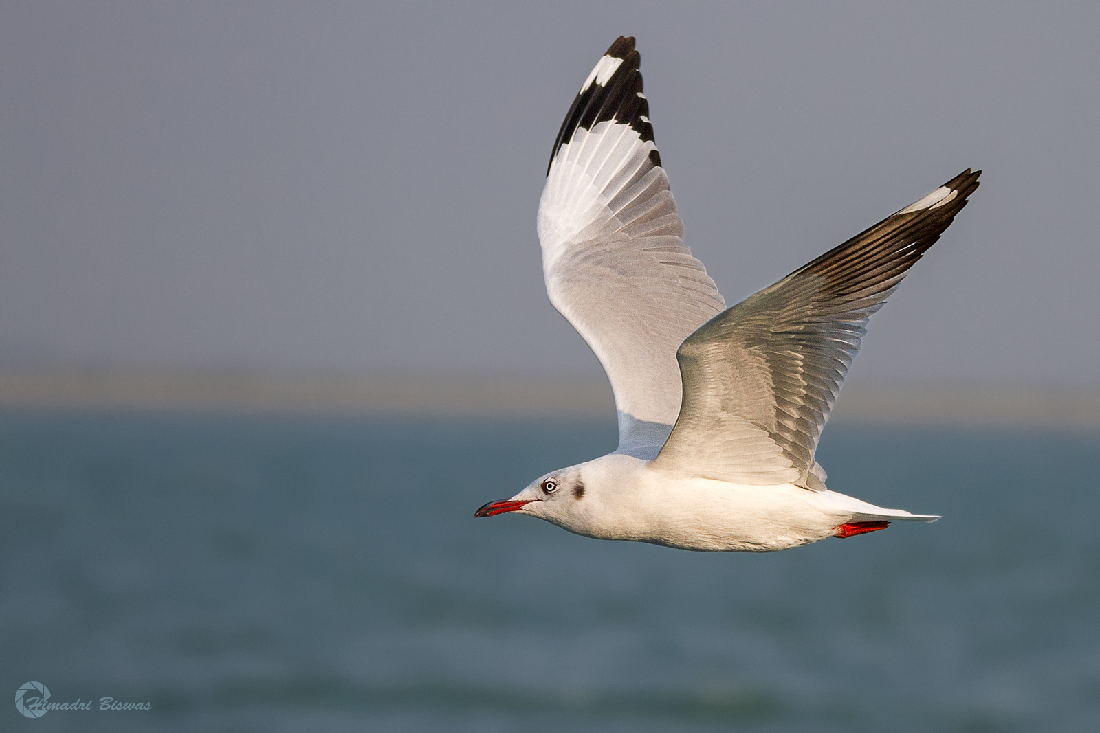 Brwon headed gull