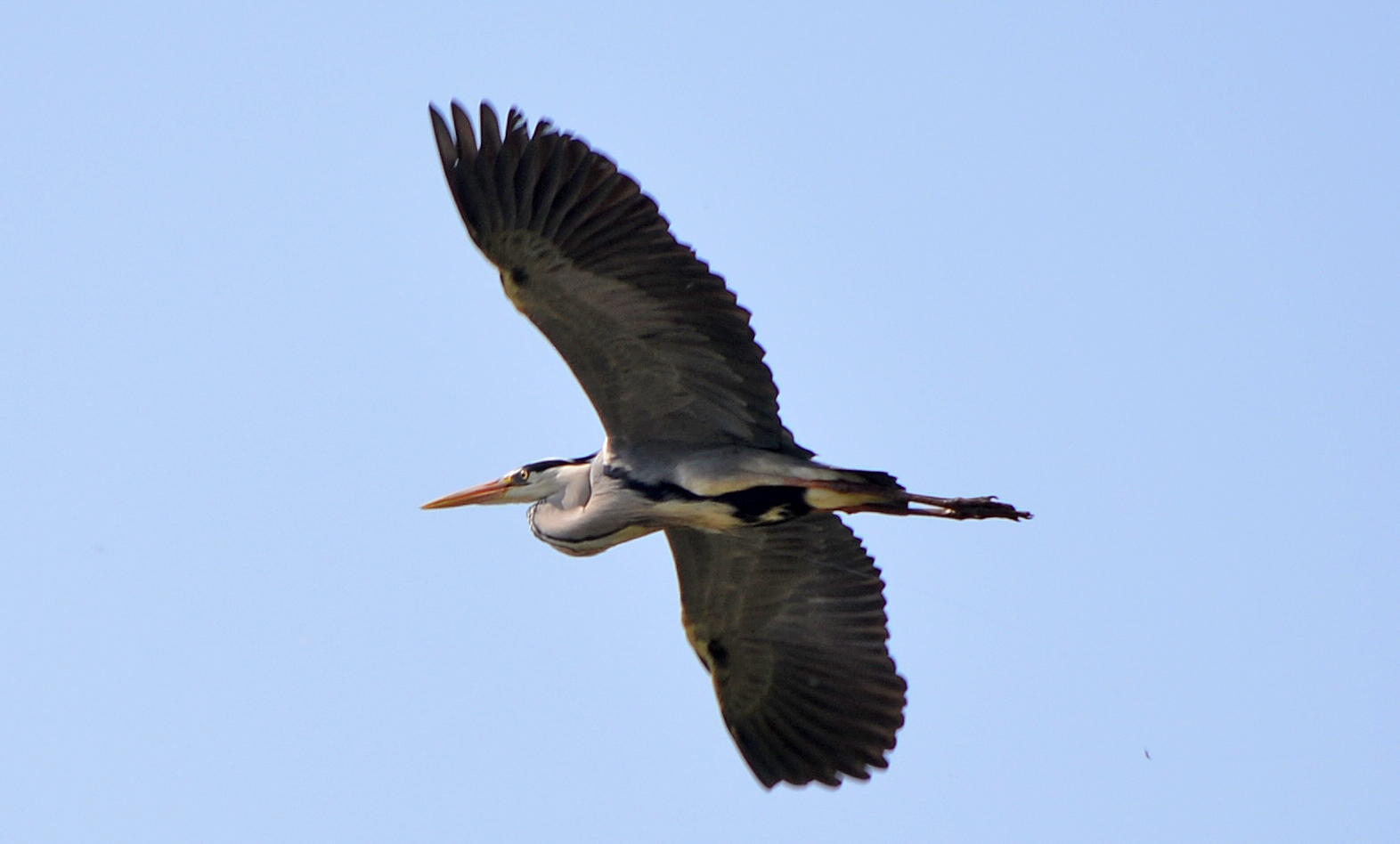 Heron