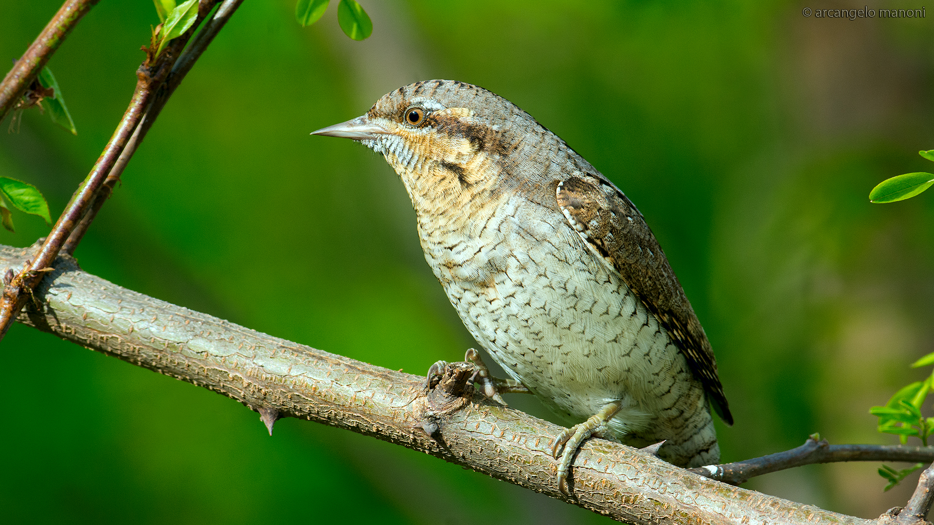 The return of torticollis