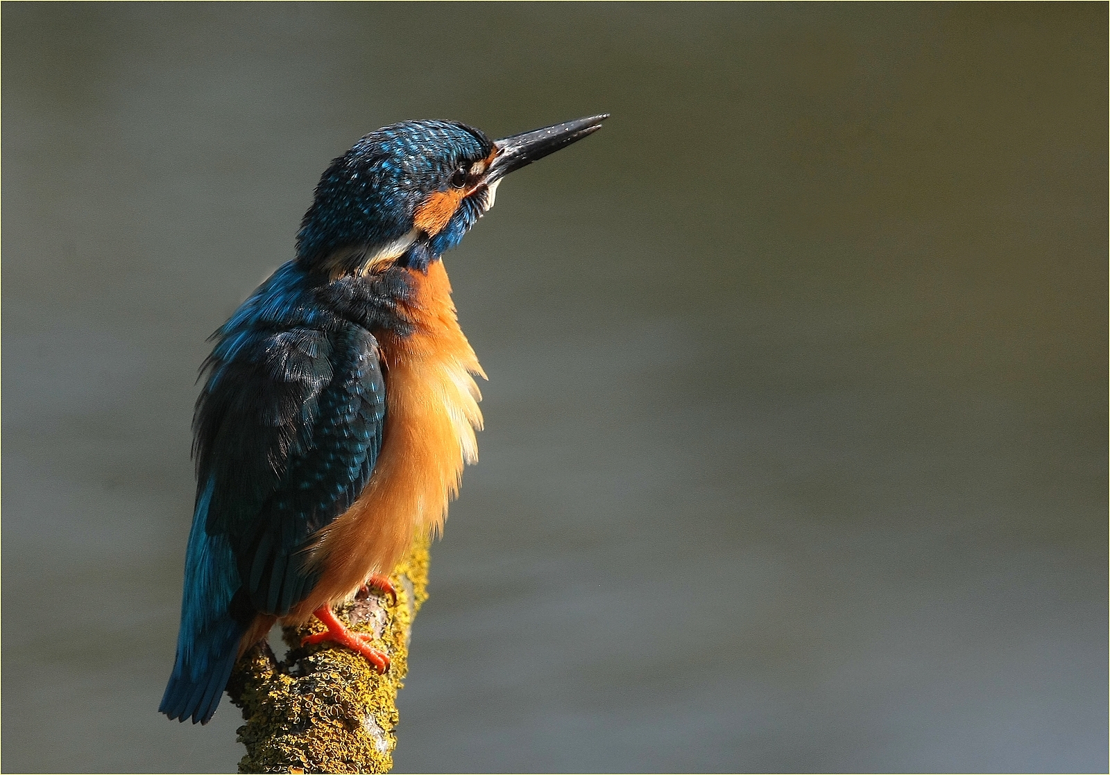 , primo raggio di sole ''
