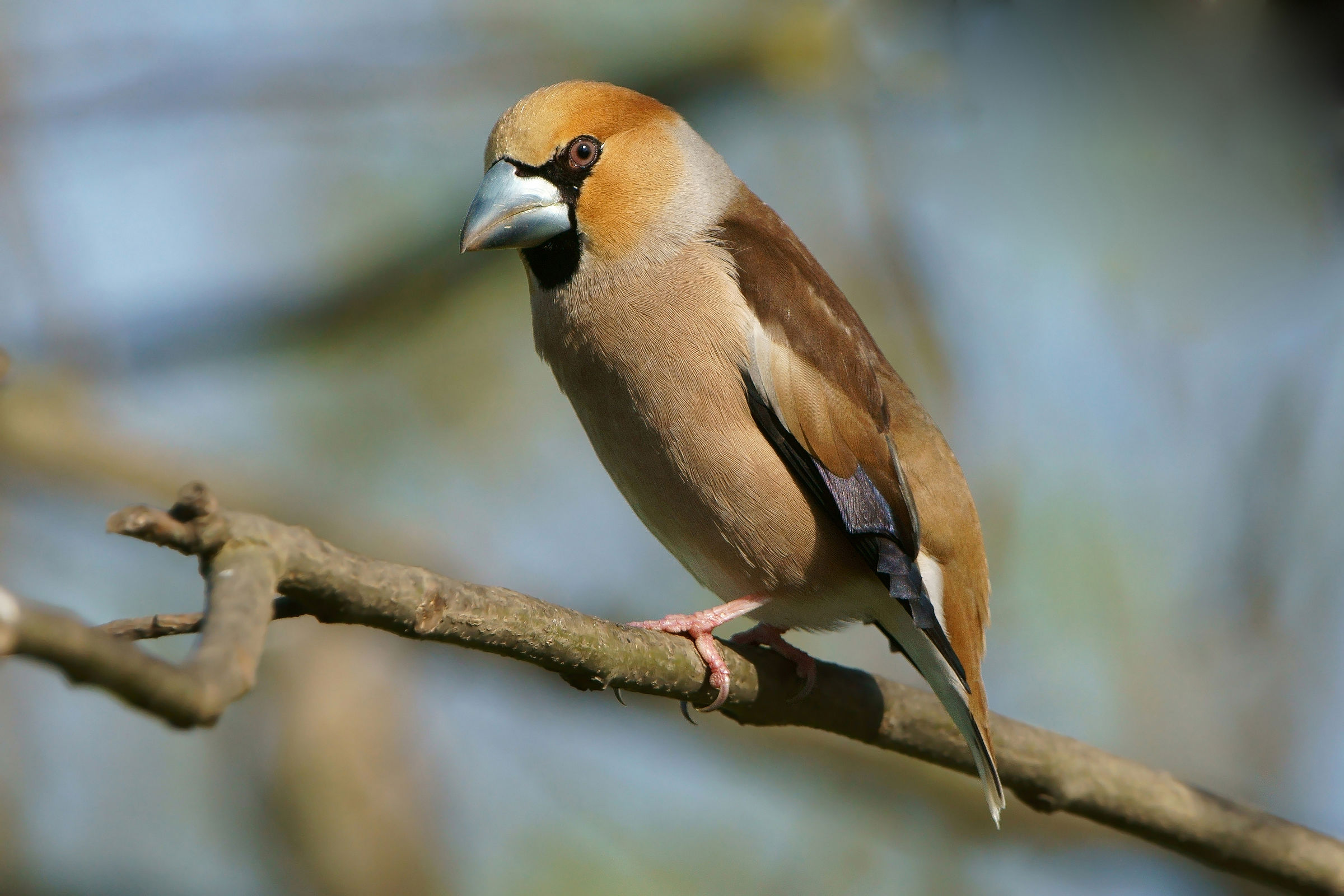 Hawfinch