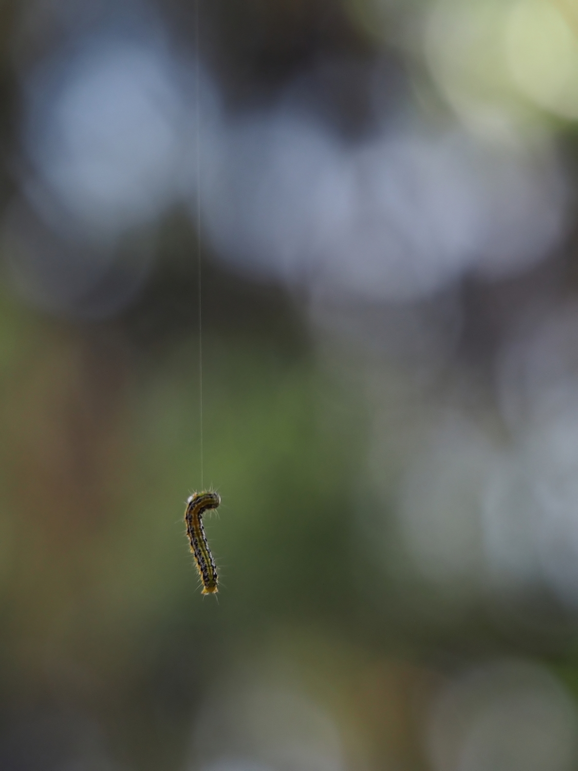 La vita appesa ad un filo