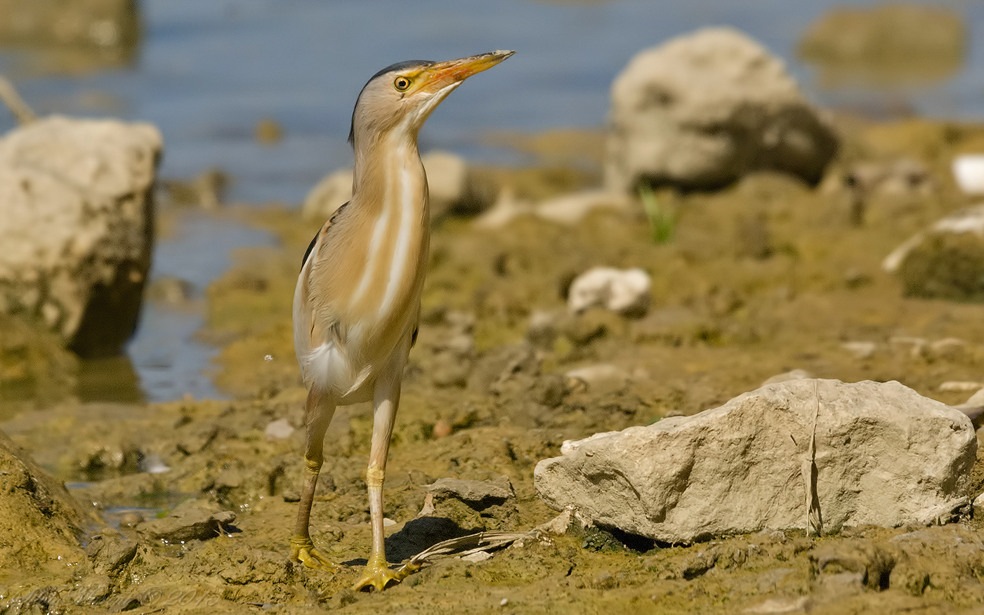 Tarabusino (Ixobrychus minutus) m.