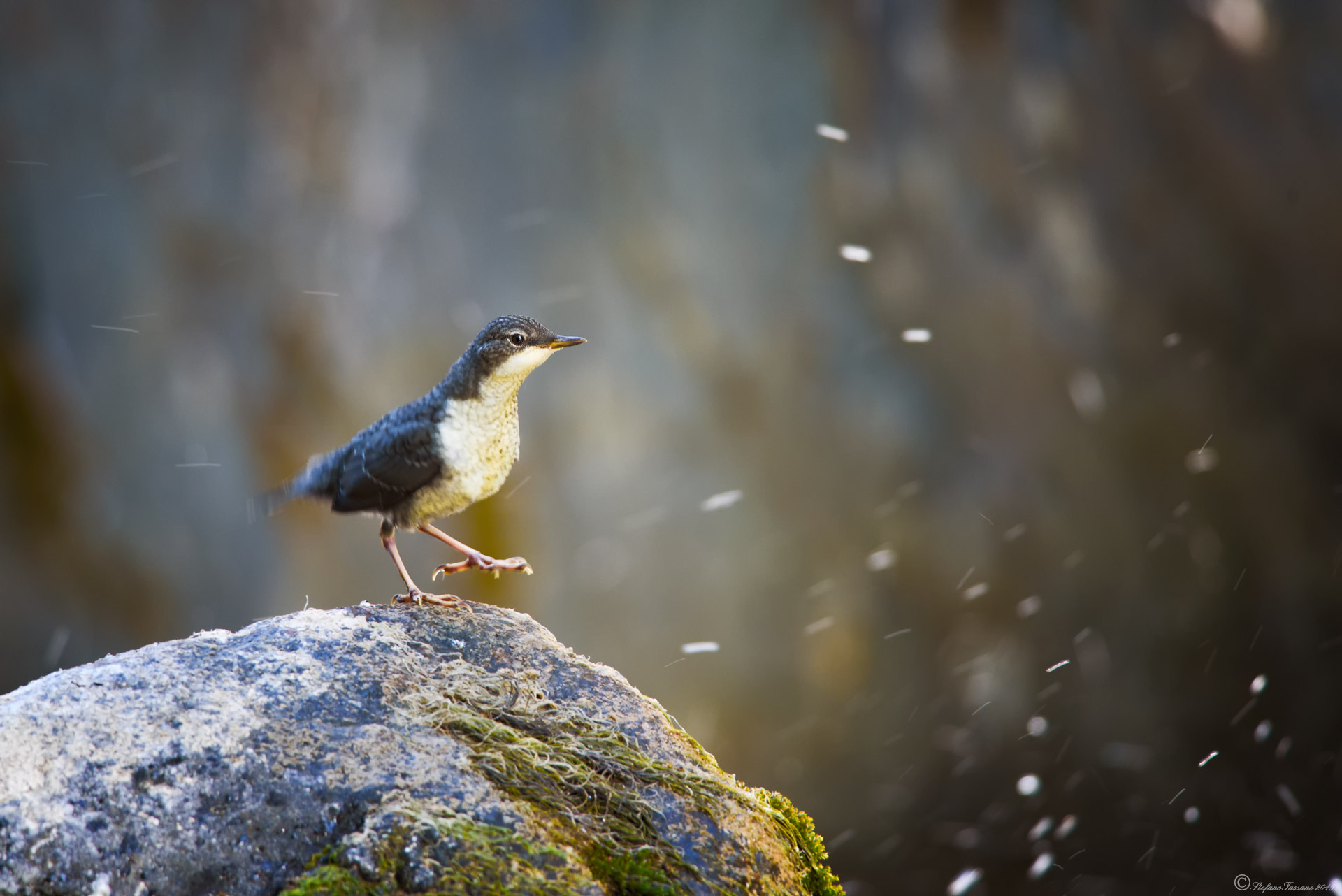merlo acquaiolo (juv.)
