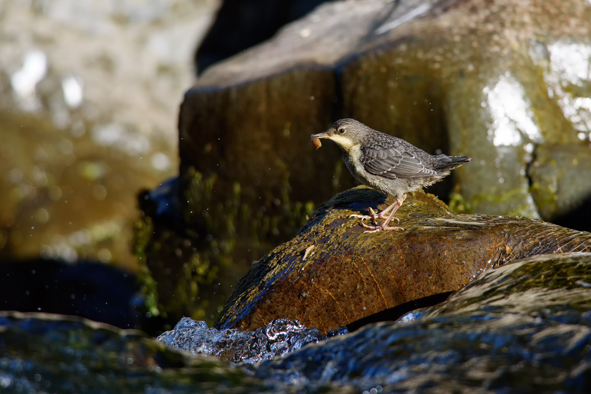 merlo acquaiolo (juv)