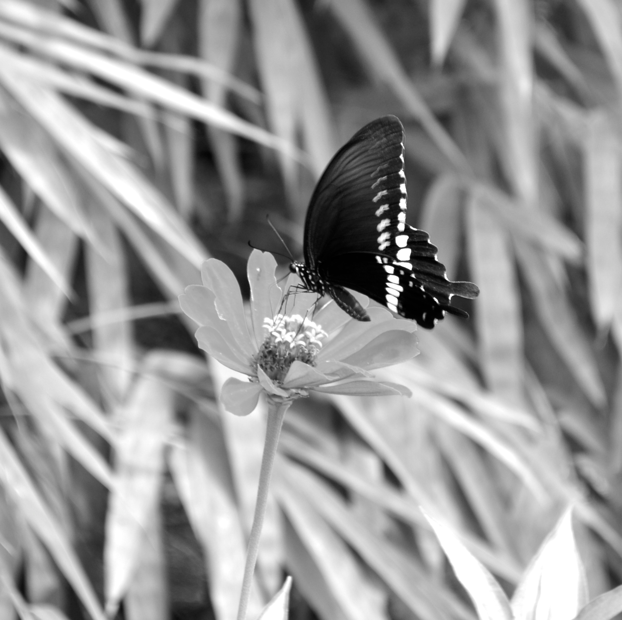 Beating of wings ... in black and white