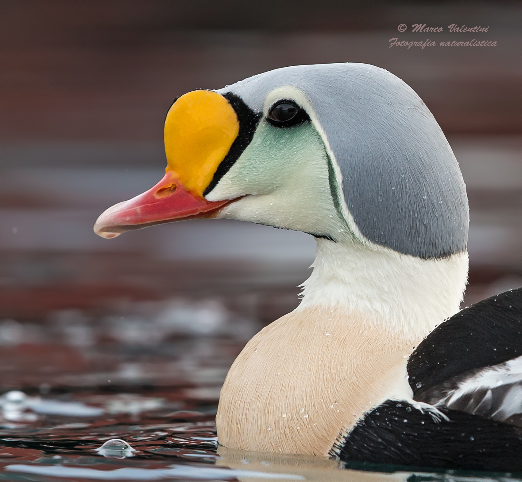 King eider portrait - Re degli edredoni - ritratto